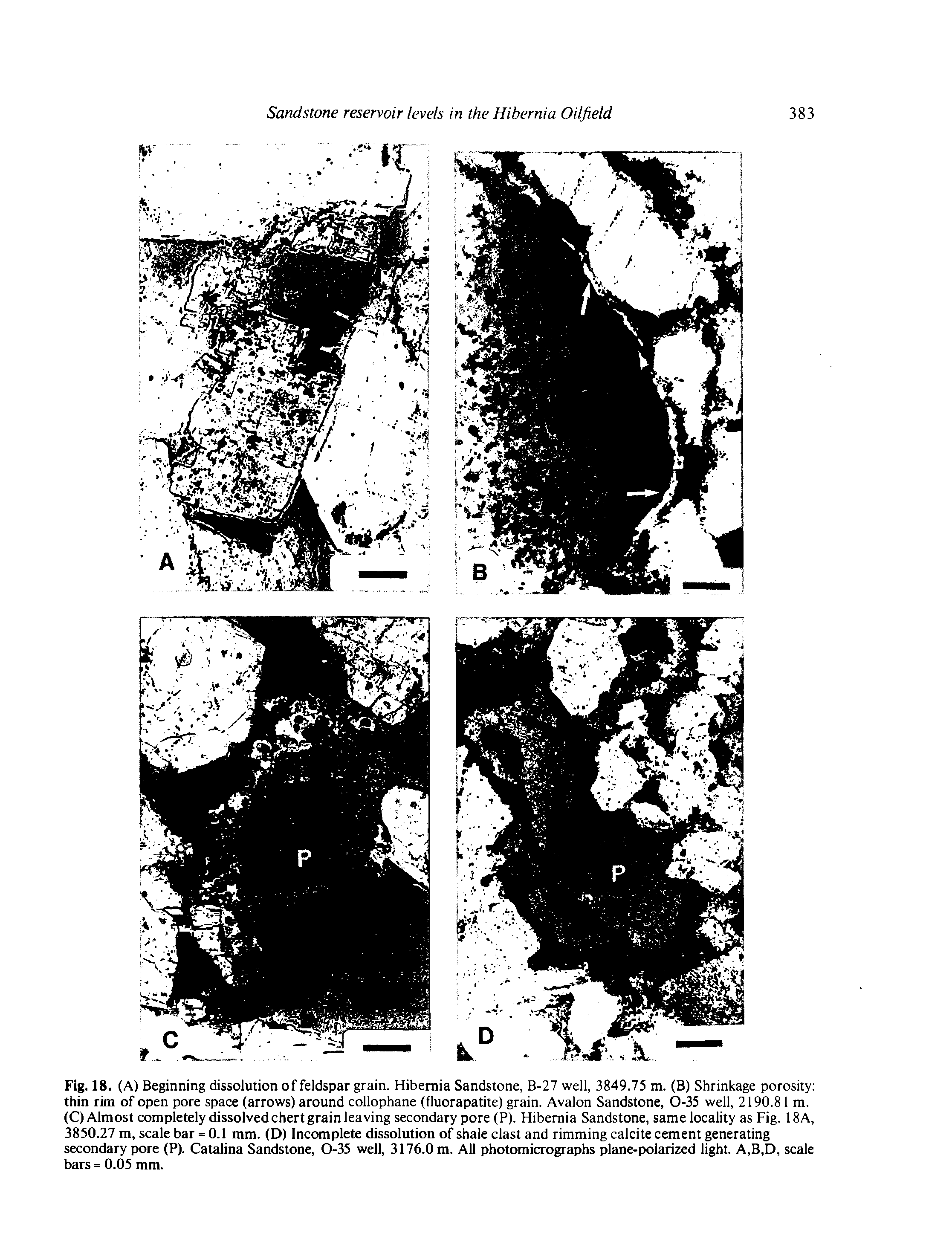 Fig. 18. (A) Beginning dissolution of feldspar grain. Hibernia Sandstone, B-27 well, 3849.75 m. (B) Shrinkage porosity thin rim of open pore space (arrows) around collophane (fluorapatite) grain. Avalon Sandstone, 0-35 well, 2190.81 m. (C) Almost completely dissolved chert grain leaving secondary pore (P). Hibernia Sandstone, same locality as Fig. 18A, 3850.27 m, scale bar = 0.1 mm. (D) Incomplete dissolution of shale clast and rimming calcite cement generating secondary pore (P). Catalina Sandstone, 0-35 well, 3176.0 m. All photomicrographs plane-polarized light. A,B,D, scale bars = 0.05 mm.