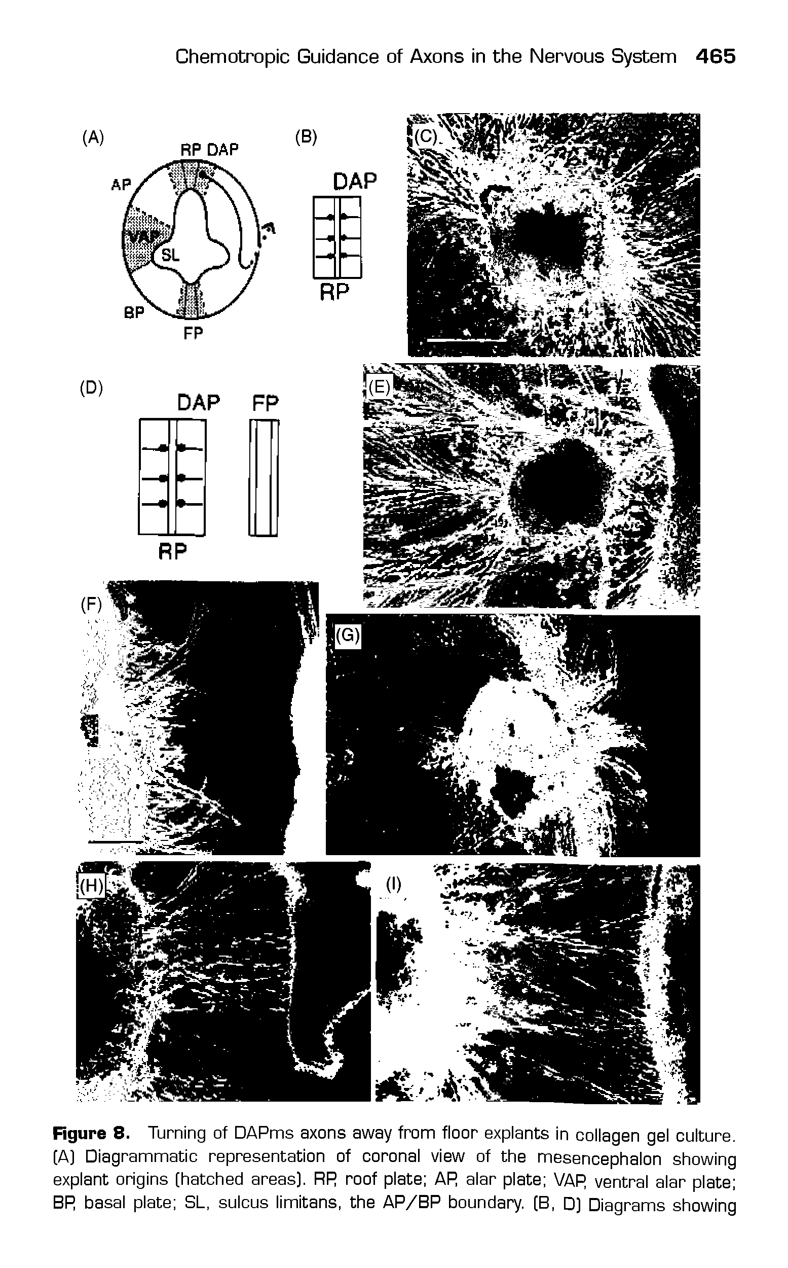 Figure 8. Turning of DAPms axons away from floor explants in collagen gel culture. (A) Diagrammatic representation of coronal view of the mesencephalon showing explant origins (hatched areas). RR roof plate AR alar plate VAR ventral alar plate BR basal plate SL, sulcus limitans, the AR/BR boundary. (B, D) Diagrams showing...