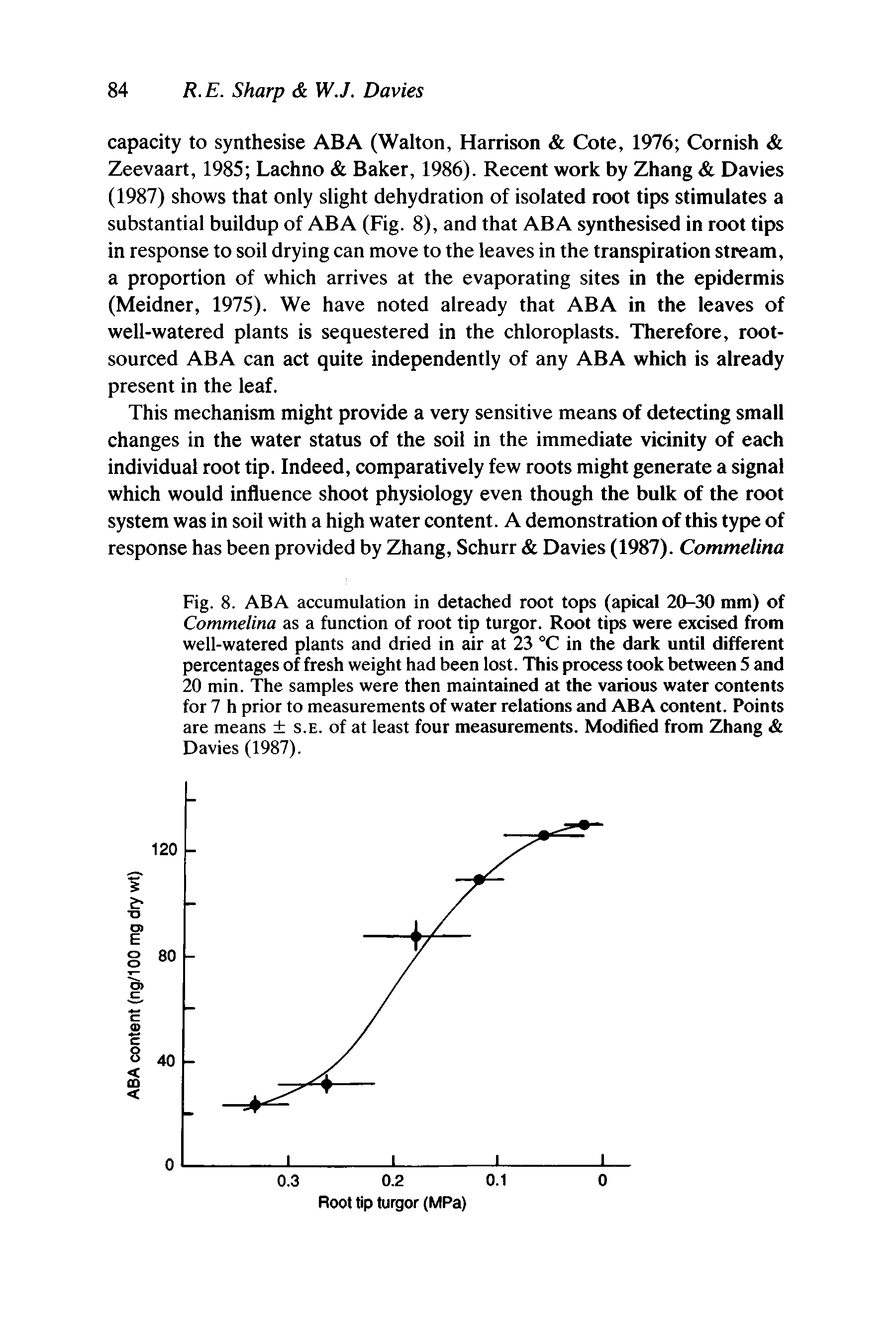 Fig. 8. ABA accumulation in detached root tops (apical 20-30 mm) of Commelina as a function of root tip turgor. Root tips were excised from well-watered plants and dried in air at 23 °C in the dark until different percentages of fresh weight had been lost. This process took between 5 and 20 min. The samples were then maintained at the various water contents for 7 h prior to measurements of water relations and ABA content. Points are means s.e. of at least four measurements. Modified from Zhang Davies (1987).