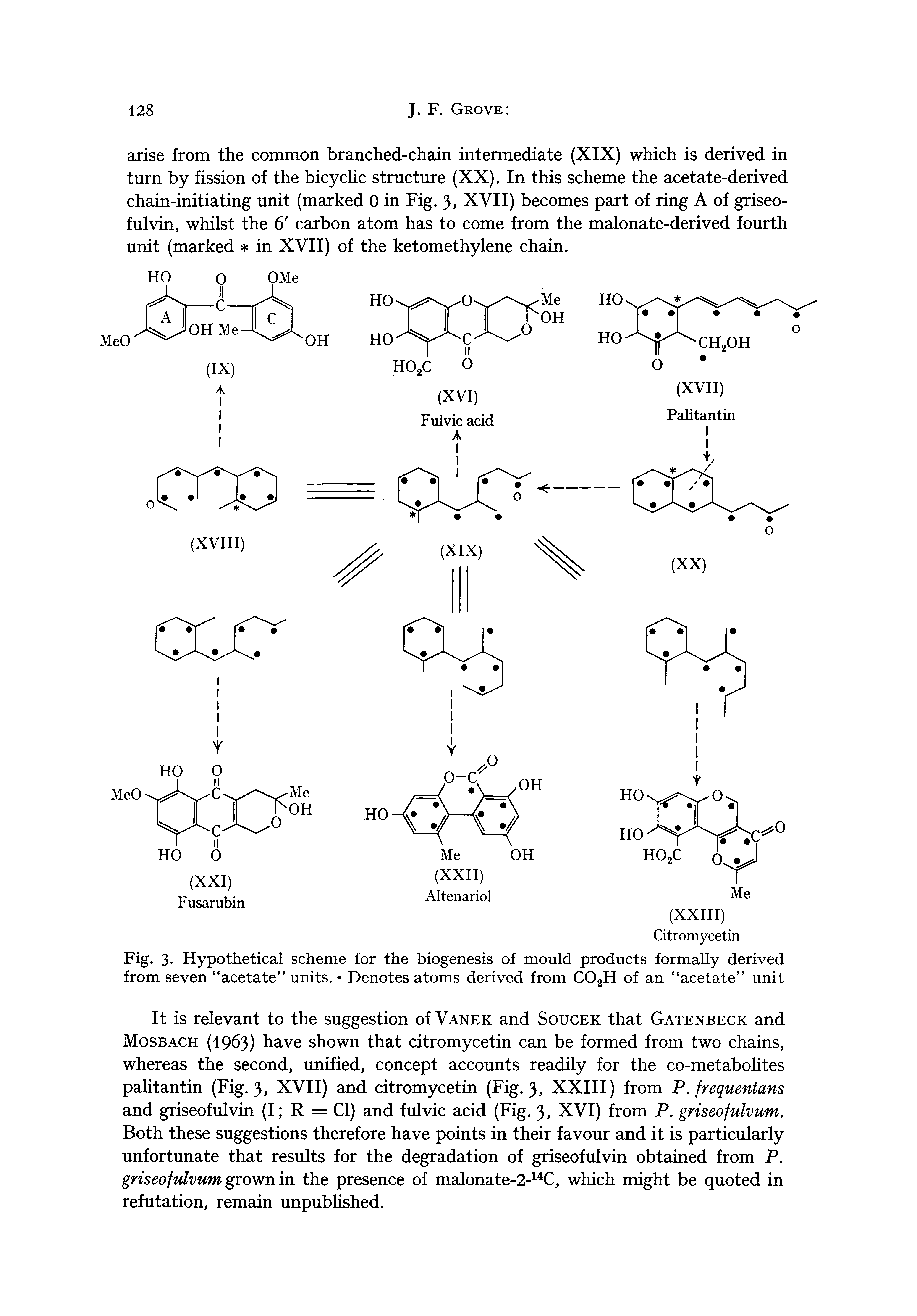 Fig. 3. Hypothetical scheme for the biogenesis of mould products formally derived from seven acetate units. Denotes atoms derived from COgH of an acetate unit...