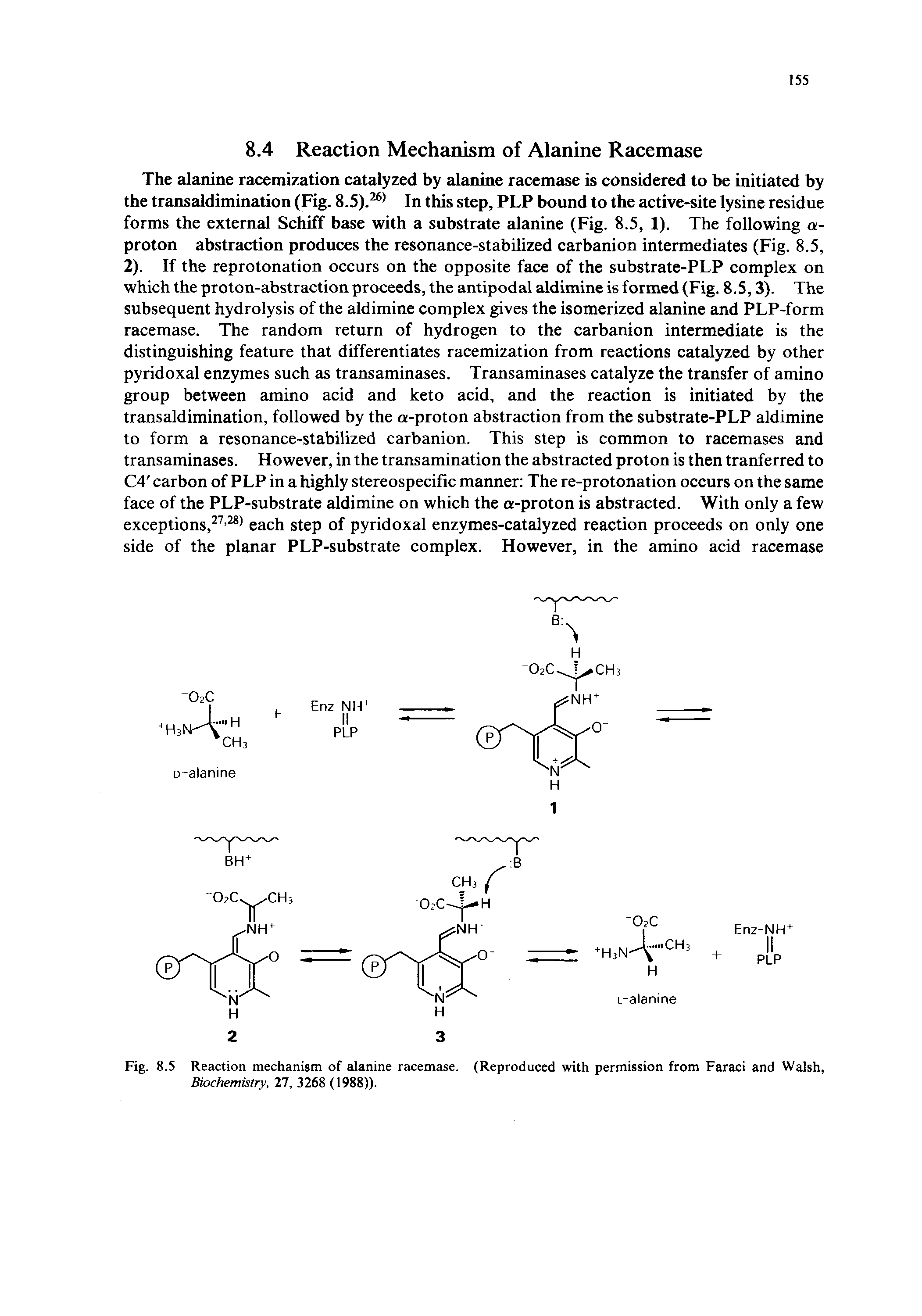 Fig. 8.5 Reaction mechanism of alanine racemase. (Reproduced with permission from Faraci and Walsh, Biochemistry, 27, 3268 (1988)).