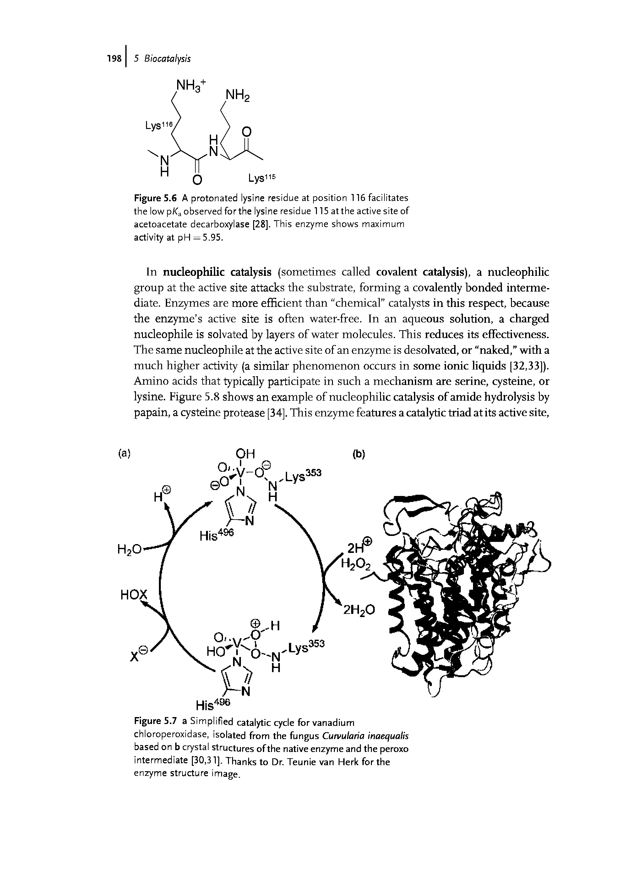 Figure 5.6 A protonated lysine residue at position 116 facilitates the low p/<a observed for the lysine residue 115 at the active site of acetoacetate decarboxylase [28]. This enzyme shows maximum activity at pH = 5.95.