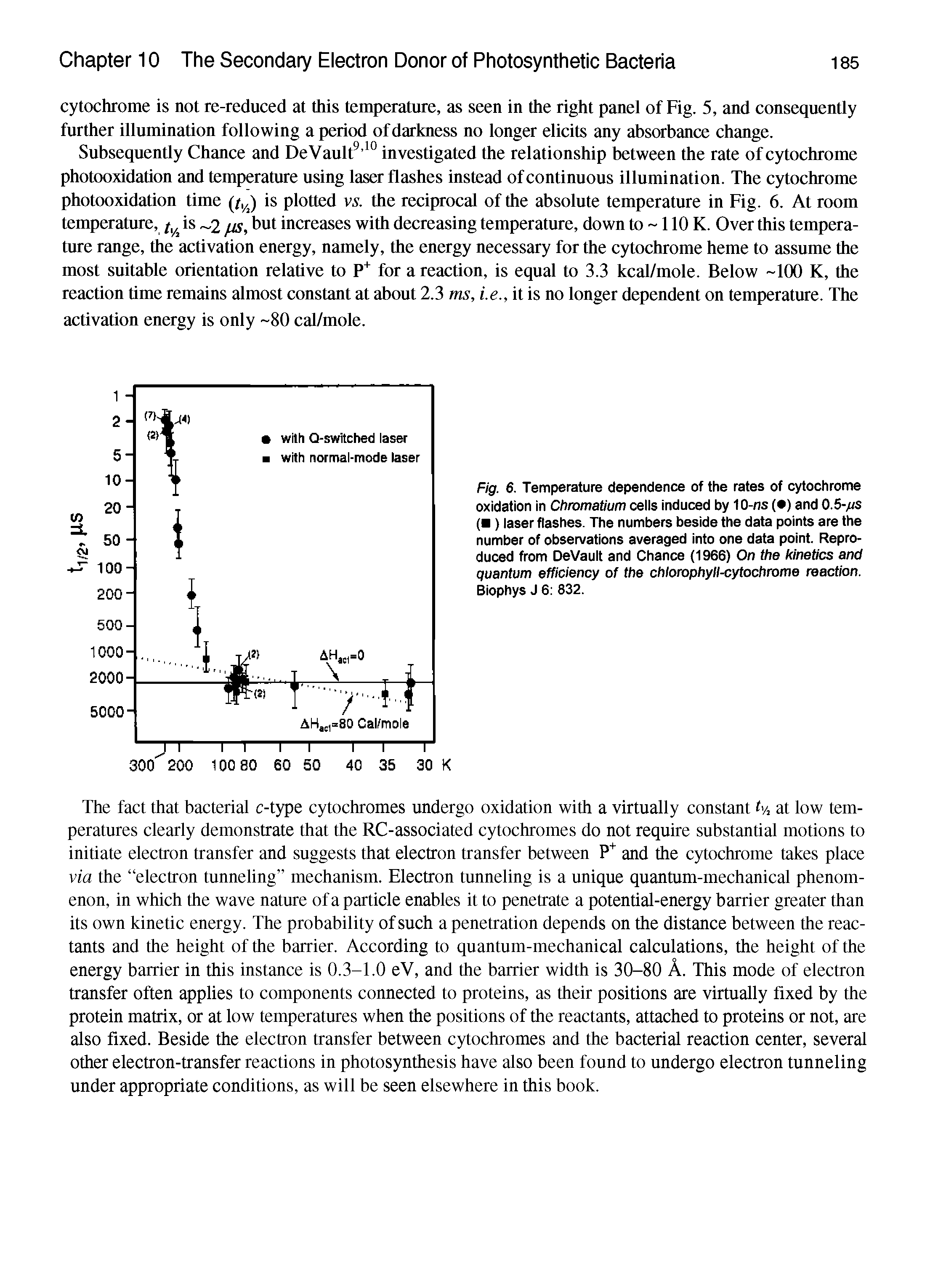 Fig. 6. Temperature dependence of the rates of cytochrome oxidation in Chromatium ceils induced by 10-ns ( ) and 0.5-ms ( ) laser flashes. The numbers beside the data points are the number of observations averaged into one data point. Reproduced from DeVault and Chance (1966) On the kinetics and quantum efficiency of the chlorophyll-cytochrome reaction. Biophys J 6 832.