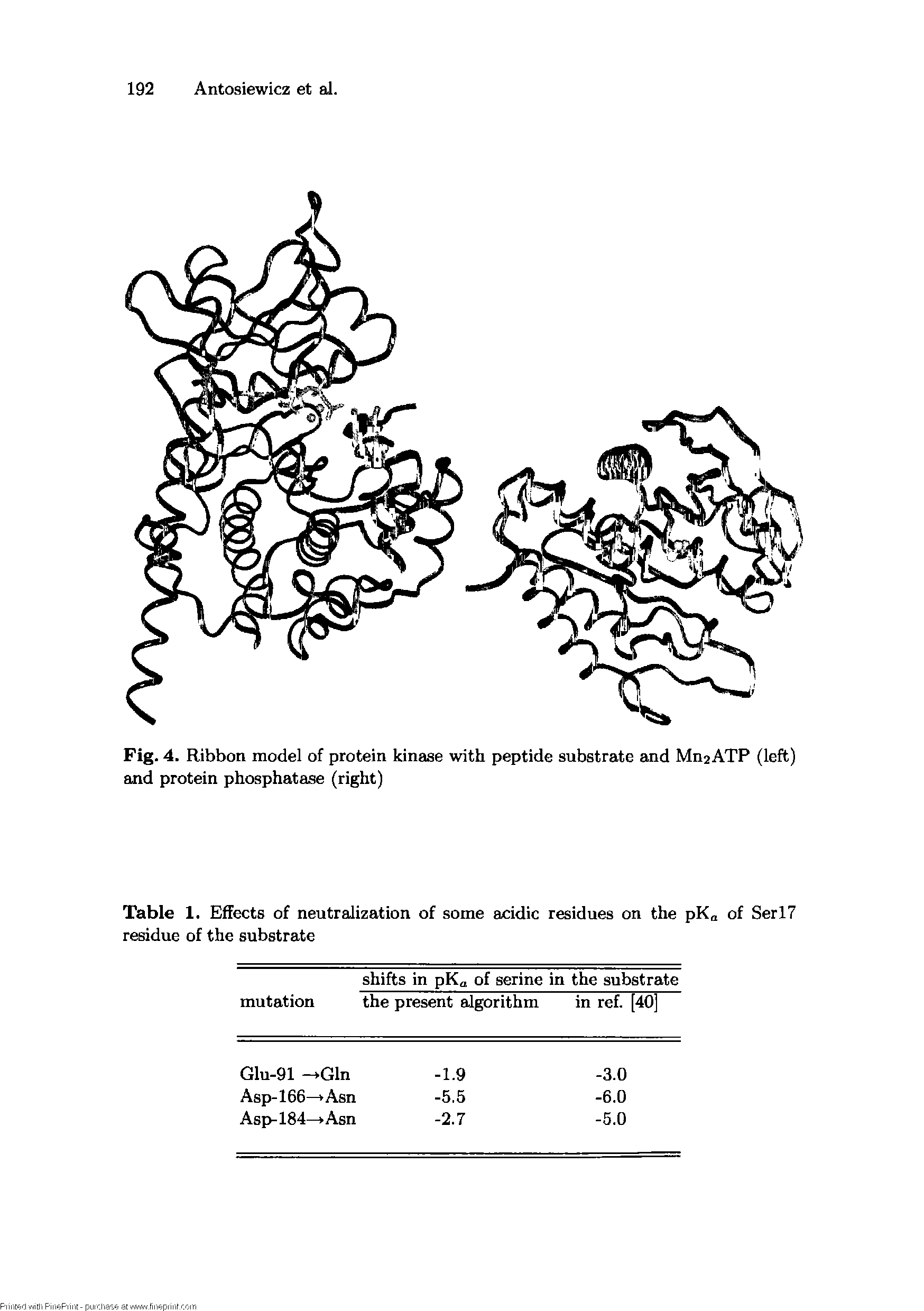 Fig. 4. Ribbon model of protein kinase with peptide substrate and Mn2ATP (left) and protein phosphatase (right)...