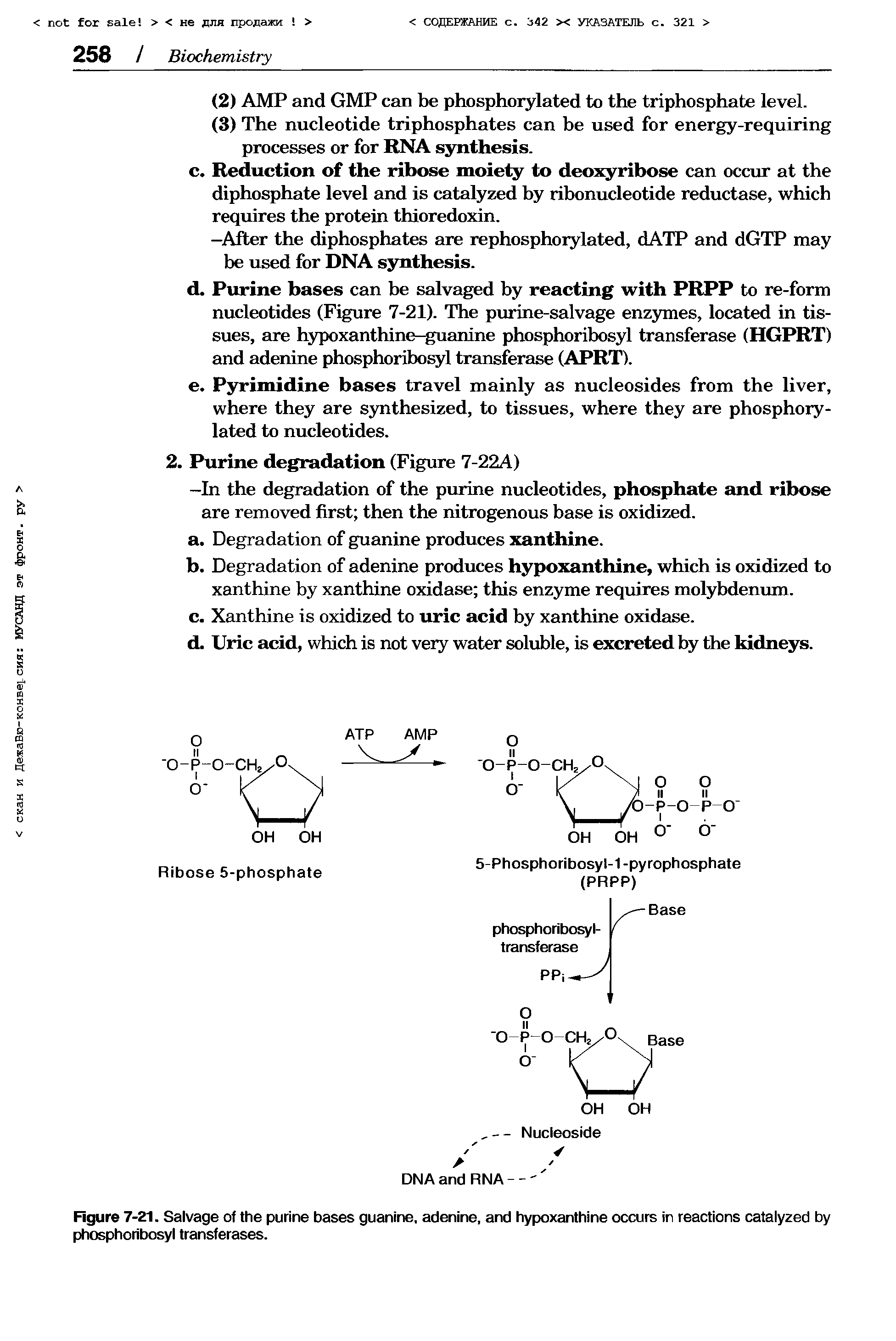 Figure 7-21. Salvage of the purine bases guanine, adenine, and hypoxanthine occurs in reactions catalyzed by phosphoribosyl transferases.