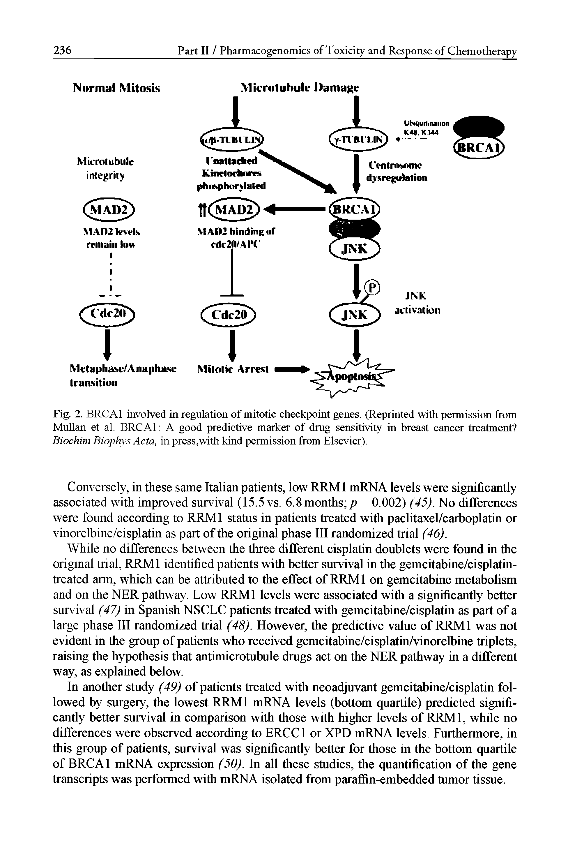 Fig. 2. BRCAl involved in regulation of mitotic checkpoint genes. (Reprinted with permission from Mullan et al. BRCAl A good predictive marker of drug sensitivity in breast cancer treatment Biochim Biophys Acta, in press,with kind permission from Elsevier).