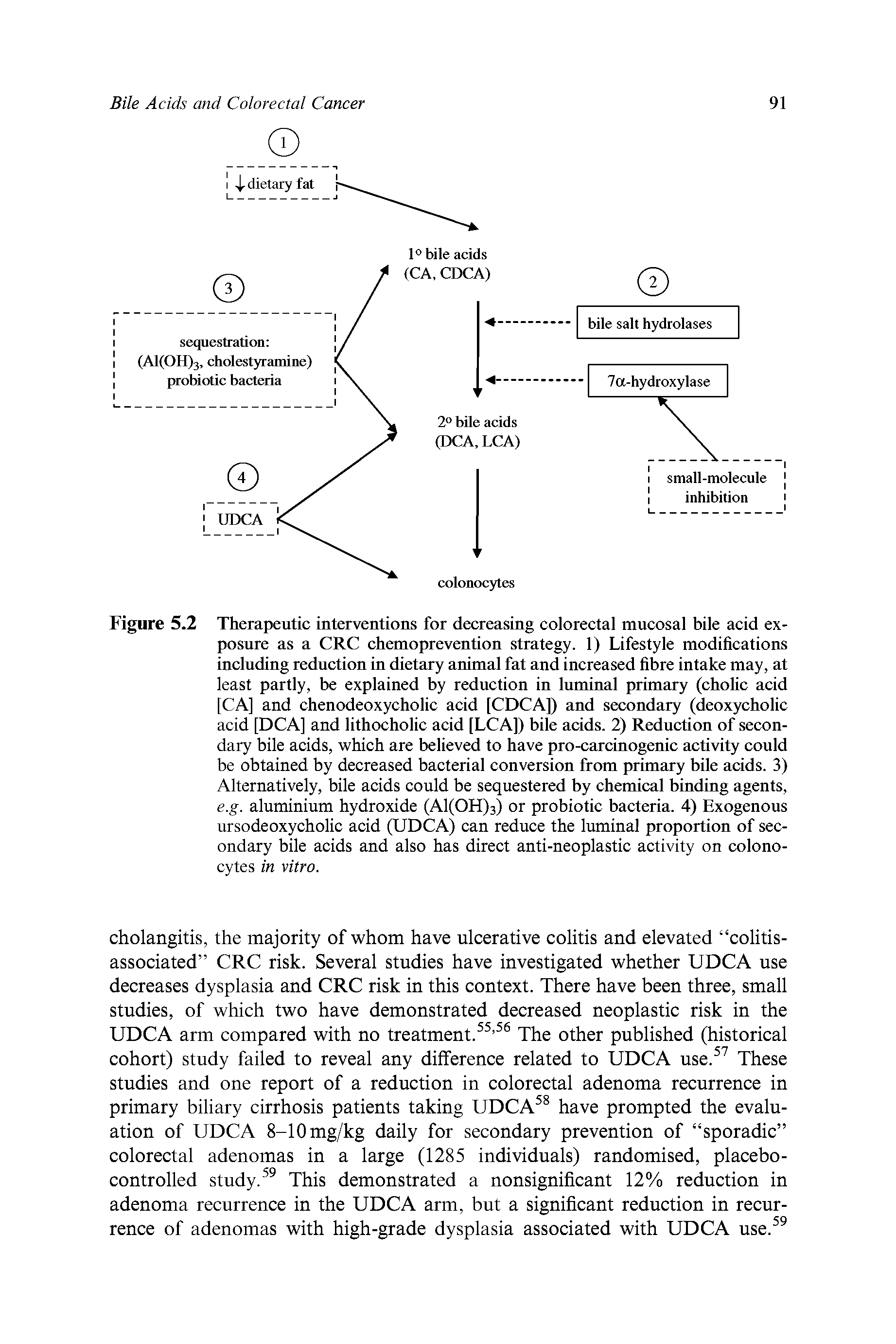 Figure 5.2 Therapeutic interventions for decreasing colorectal mucosal bile acid exposure as a CRC chemoprevention strategy. 1) Lifestyle modifications including reduction in dietary animal fat and increased fibre intake may, at least partly, be explained by reduction in luminal primary (cholic acid [CA] and chenodeoxycholic acid [CDCA]) and secondary (deoxycholic acid [DCA] and lithocholic acid [LCA]) bile acids. 2) Reduction of secondary bile acids, which are believed to have pro-carcinogenic activity could be obtained by decreased bacterial conversion from primary bile acids. 3) Alternatively, bile acids could be sequestered by chemical binding agents, e.g. aluminium hydroxide (Al(OH)3) or probiotic bacteria. 4) Exogenous ursodeoxycholic acid (UDCA) can reduce the luminal proportion of secondary bile acids and also has direct anti-neoplastic activity on colonocytes in vitro.