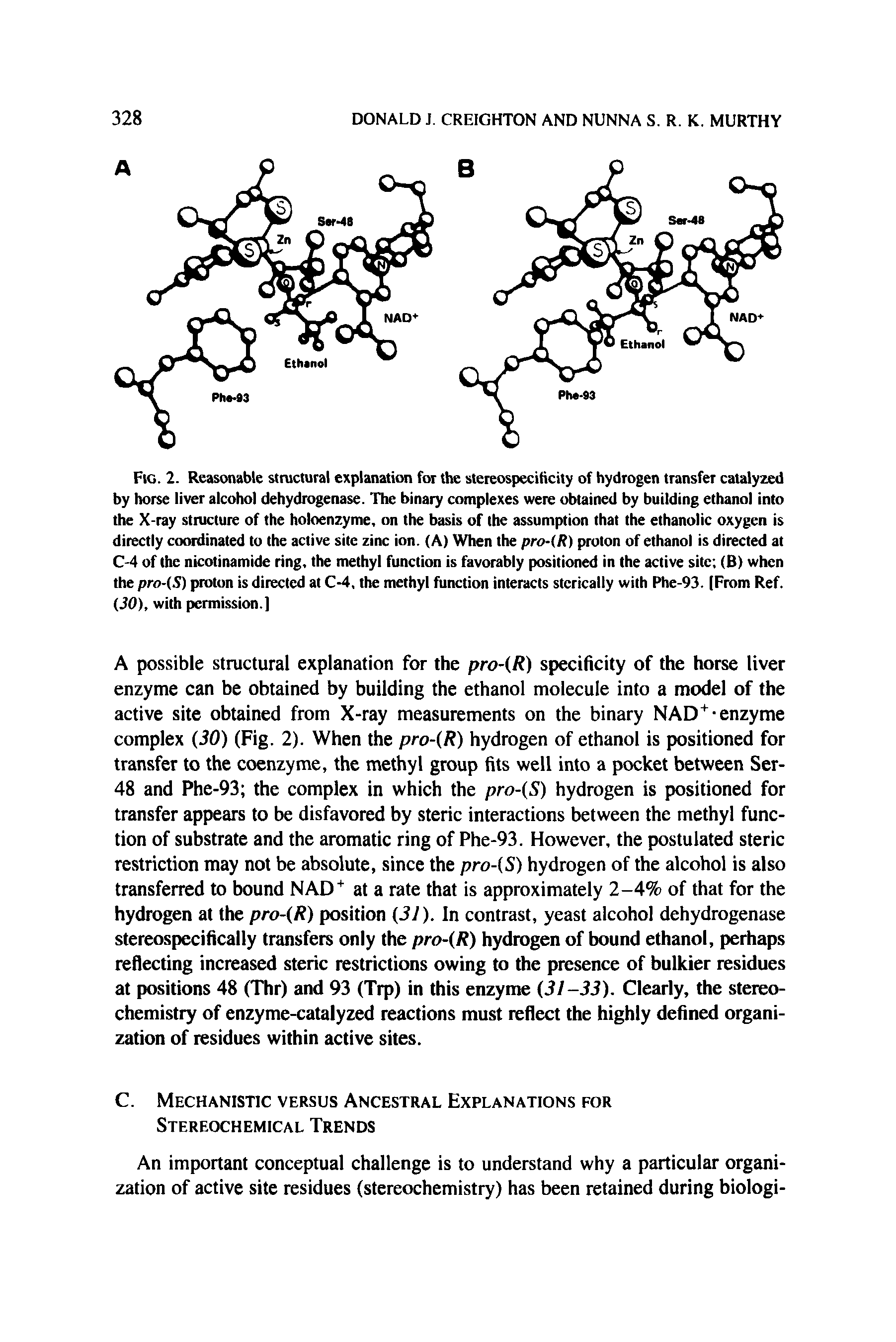 Fig. 2. Reasonable structural explanation for the stereospecilicity of hydrogen transfer catalyzed by horse liver alcohol dehydrogenase. The binary complexes were obtained by building ethanol into the X-ray structure of the holoenzyme, on the basis of the assumption that the ethanolic oxygen is directly coordinated to the active site zinc ion. (A) When the pro-(R) proton of ethanol is directed at C-4 of the nicotinamide ring, the methyl function is favorably positioned in the active site (B) when the pro-(S) proton is directed at C-4, the methyl function interacts stcrically with Phe-93. (From Ref. 30), with permission.]...