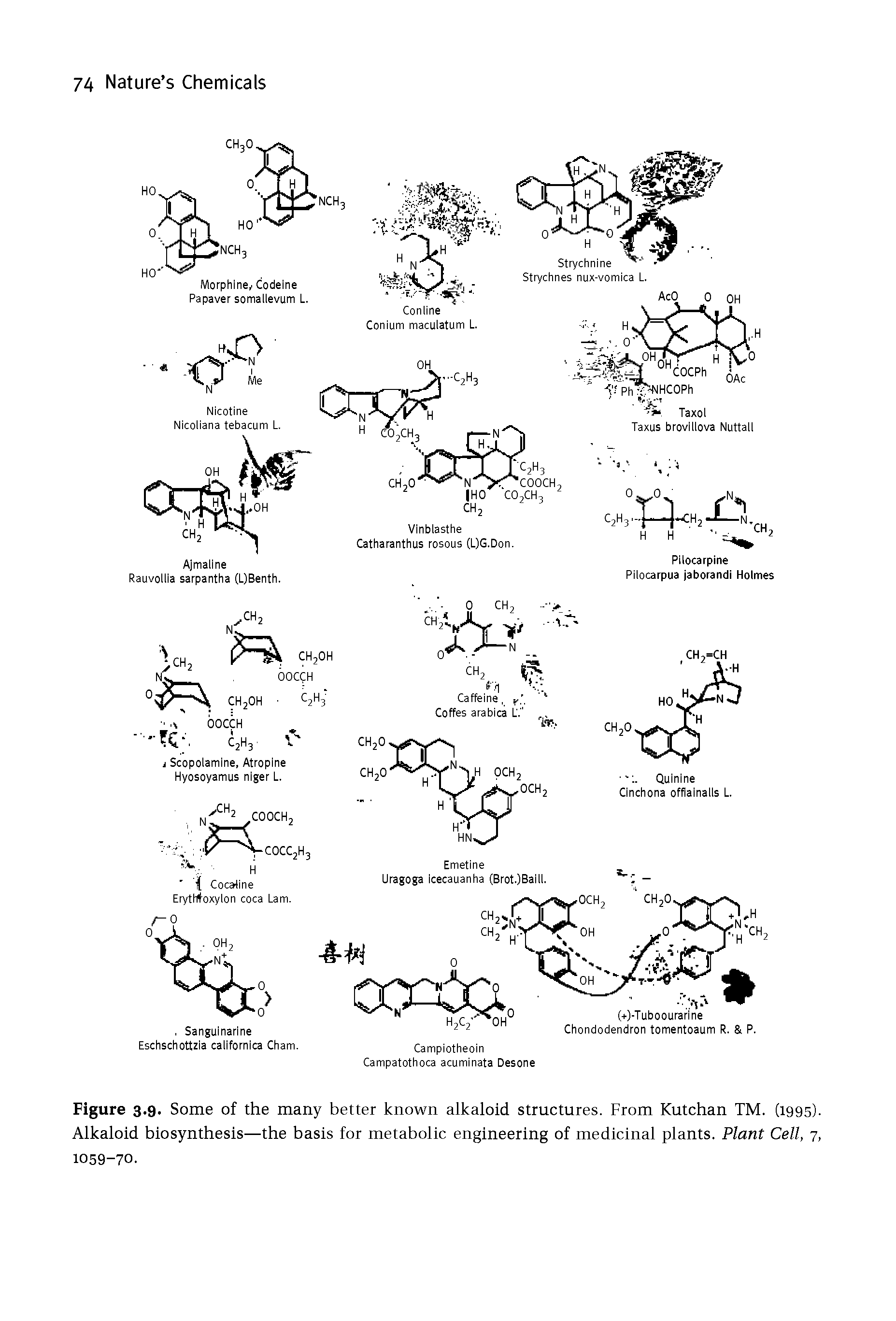 Figure 3.9. Some of the many better known alkaloid structures. From Kutchan TM. (1995). Alkaloid biosynthesis—the basis for metabolic engineering of medicinal plants. Plant Cell, 7, 1059-70.