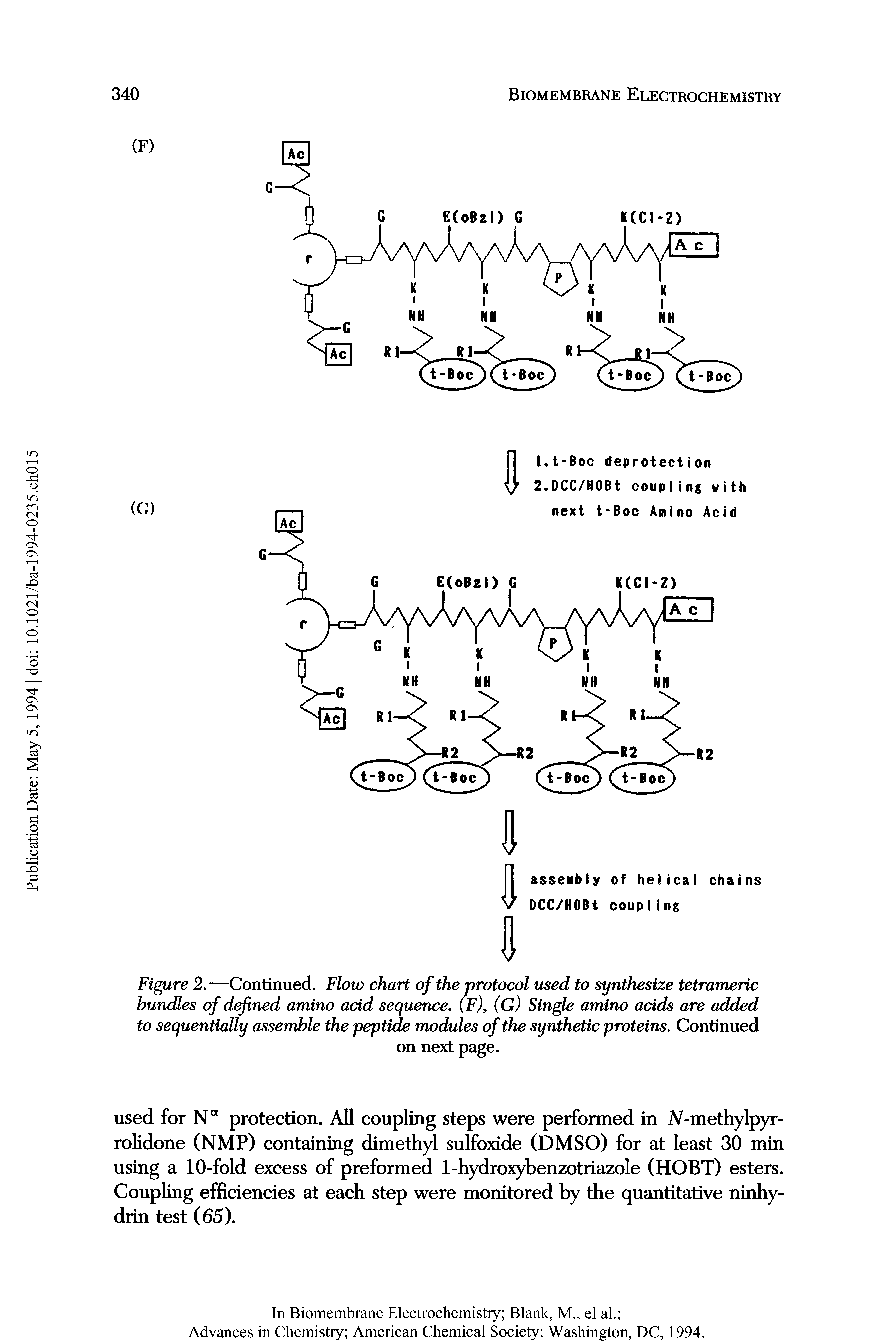 Figure 2.—Continued. Flow chart of the protocol used to synthesize tetrameric bundles of defined amino acid sequence. (F), (G) Single amino acids are added to sequentially assemble the peptide modules of the synthetic proteins. Continued...