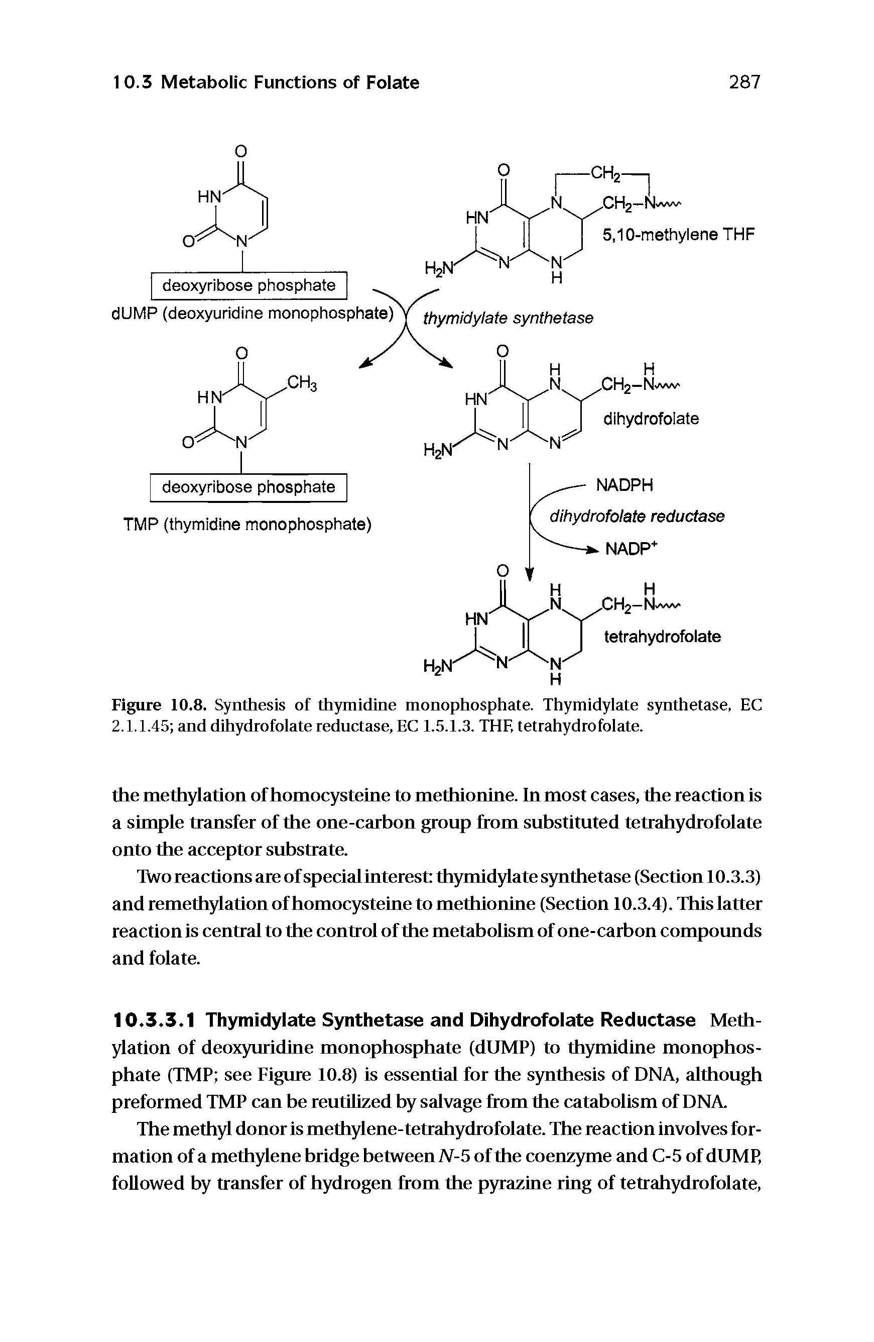 Figure 10.8. Synthesis of thymidine monophosphate. Thymidylate synthetase, EC 2.1.1.45 and dihydrofolate rednctase, EC I.5.I.3. THE tetrahydrofolate.