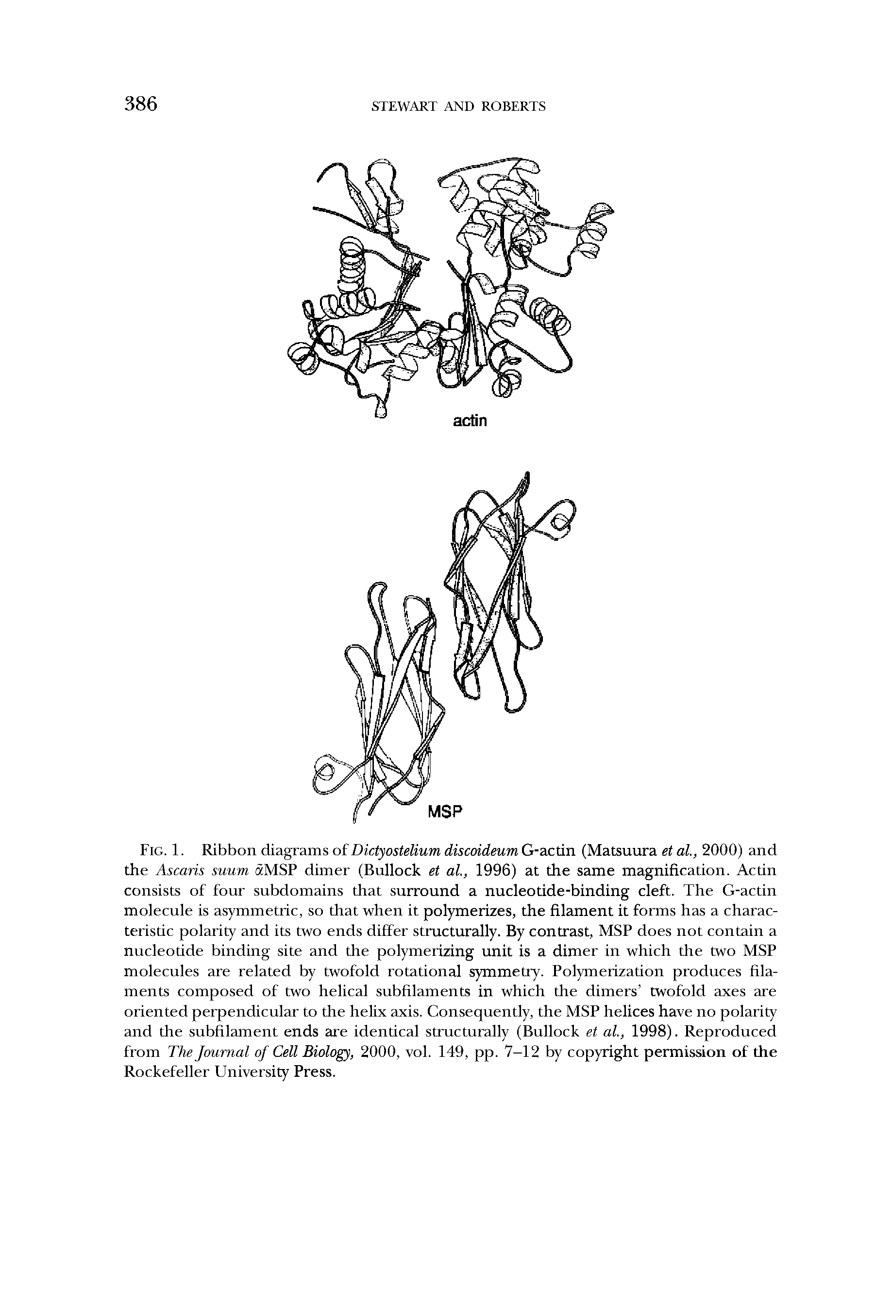 Fig. 1. Ribbon diagrams of Dictyostelium discoideum G-actin (Matsuura et al., 2000) and the Ascaris suum aMSP dimer (Bullock et al., 1996) at the same magnification. Actin consists of four subdomains that surround a nucleotide-binding cleft. The G-actin molecule is asymmetric, so that when it polymerizes, the filament it forms has a characteristic polarity and its two ends differ structurally. By contrast, MSP does not contain a nucleotide binding site and the polymerizing unit is a dimer in which the two MSP molecules are related by twofold rotational symmetry. Polymerization produces filaments composed of two helical subfilaments in which the dimers twofold axes are oriented perpendicular to the helix axis. Consequently, the MSP helices have no polarity and the subfilament ends are identical structurally (Bullock et al., 1998). Reproduced from The Journal of Cell Biology, 2000, vol. 149, pp. 7-12 by copyright permission of the Rockefeller University Press.