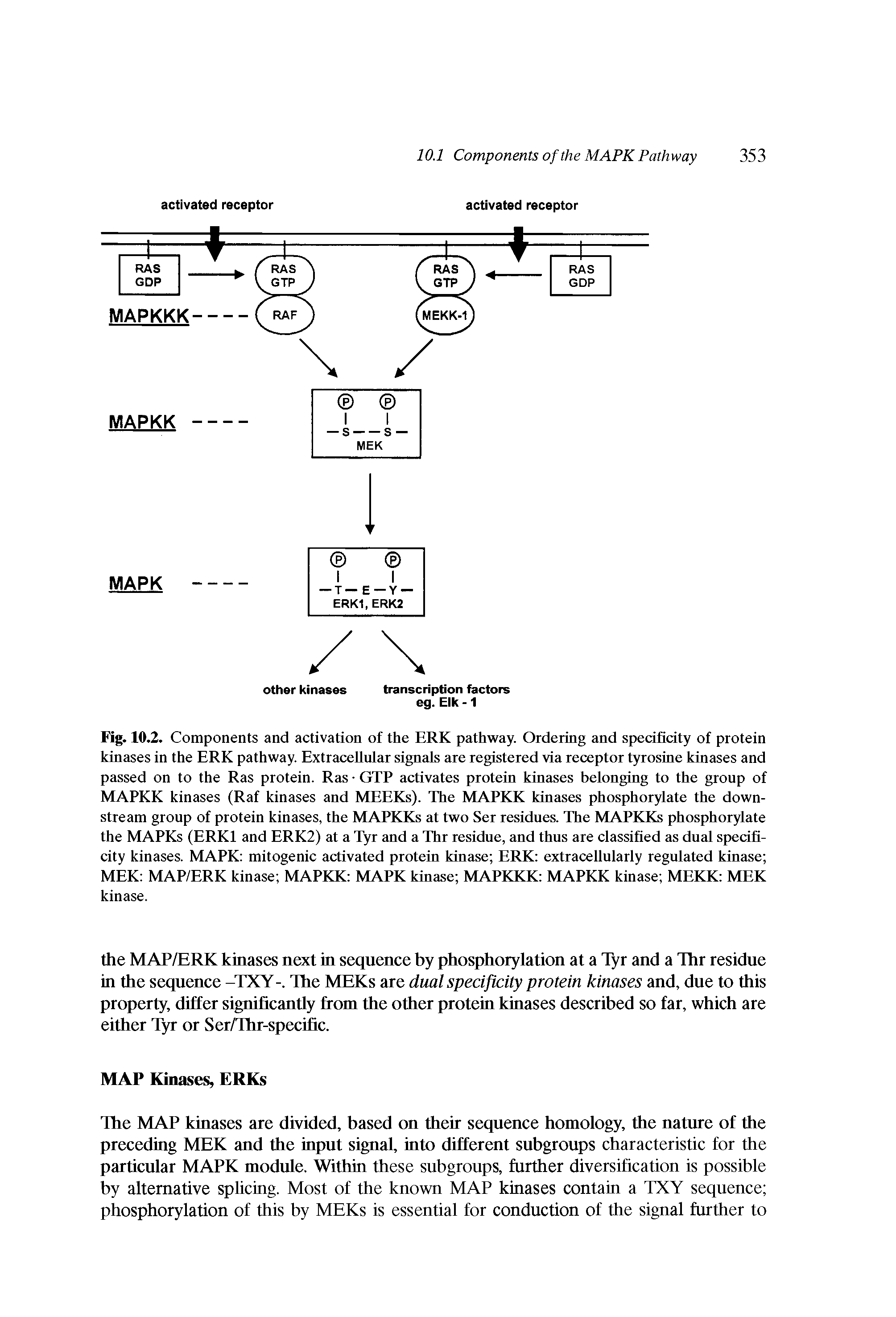 Fig. 10.2. Components and activation of the ERK pathway. Ordering and specificity of protein kinases in the ERK pathway. ExtraceUular signals are registered via receptor tyrosine kinases and passed on to the Ras protein. Ras GTP activates protein kinases belonging to the group of MAPKK kinases (Raf kinases and MEEKs). The MAPKK kinases phosphorylate the downstream group of protein kinases, the MAPKKs at two Ser residues. The MAPKKs phosphorylate the MAPKs (ERKl and ERK2) at a Tyr and a Thr residue, and thus are classified as dual specificity kinases. MAPK mitogenic activated protein kinase ERK extracellularly regulated kinase MEK MAP/ERK kinase MAPKK MAPK kinase MAPKKK MAPKK kinase MEKK MEK kinase.