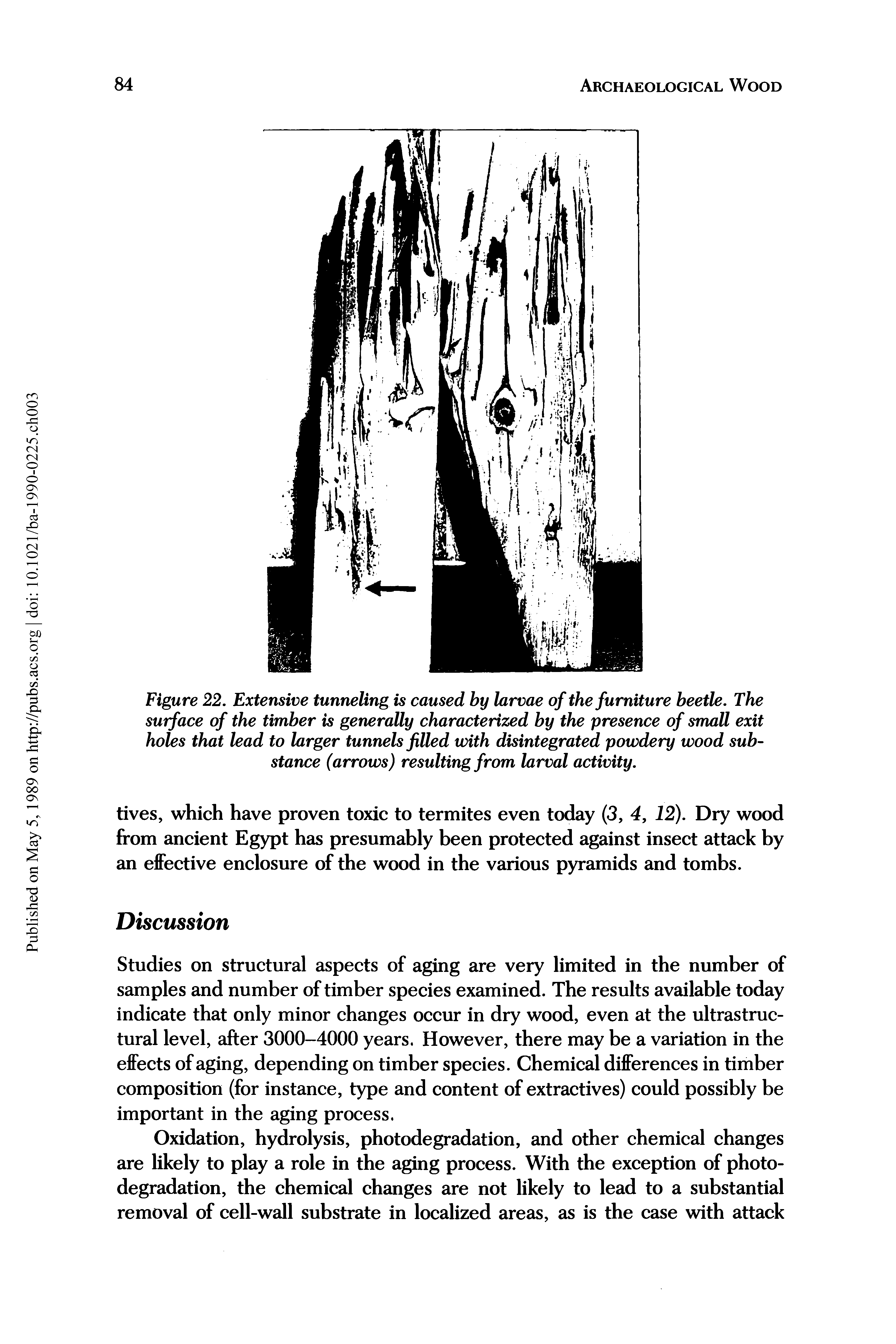 Figure 22. Extensive tunneling is caused by larvae of the furniture beetle. The surface of the timber is generally characterized by the presence of small exit holes that lead to larger tunnels filled with disintegrated powdery wood substance (arrows) resulting from larval activity.