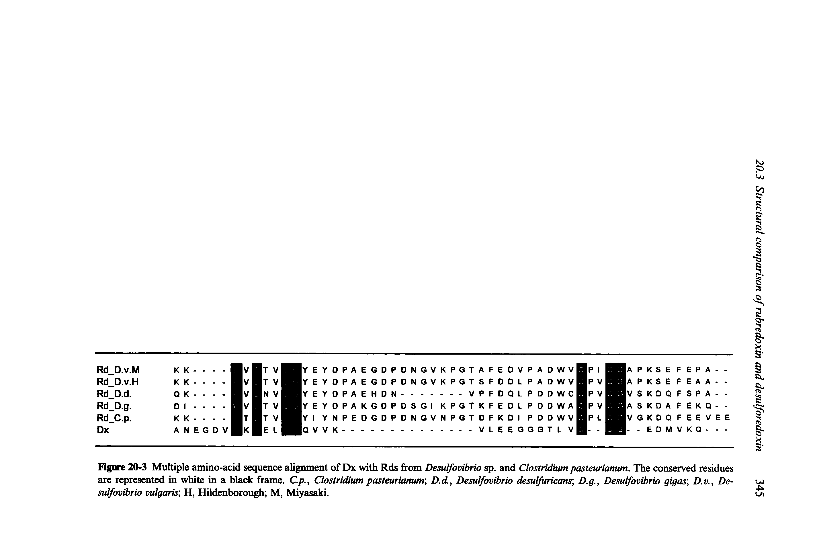 Figure 20-3 Multiple amino-acid sequence alignment of Dx with Rds from Desulfovibrio sp. and Clostridium pasteurianum. The conserved residues are represented in white in a black frame. C.p., Clostridium pasteurianum D.d, Desulfovibrio desulfuricans D.g., Desulfovibrio gigas D.v., Desulfovibrio vulgaris H, Hildenborough M, Miyasaki.