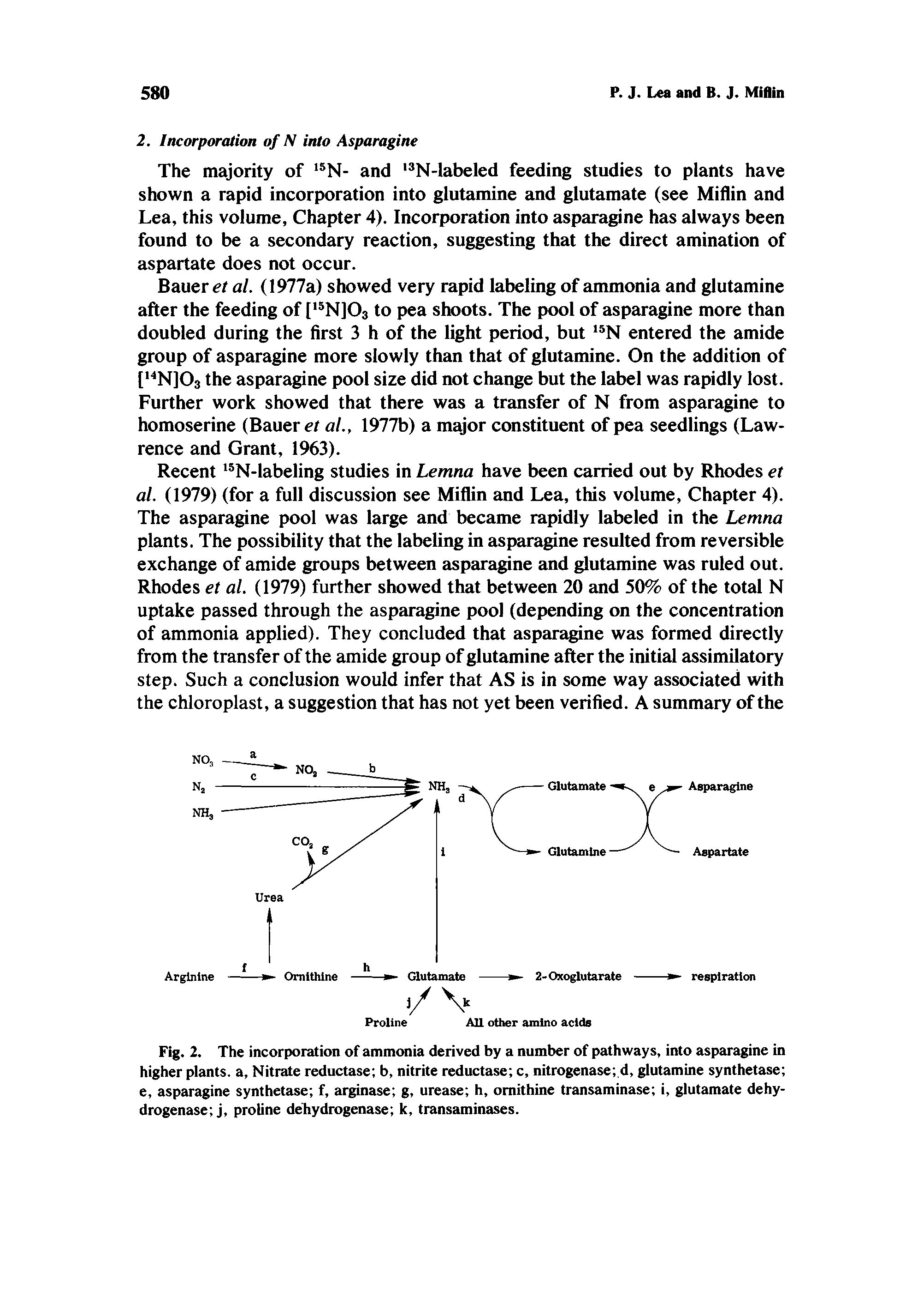 Fig. 2. The incorporation of ammonia derived by a number of pathways, into asparagine in higher plants, a. Nitrate reductase b, nitrite reductase c, nitrogenase .d, glutamine synthetase e, asparagine synthetase f, arginase g, urease h, ornithine transaminase i, glutamate dehydrogenase j, proline dehydrogenase k, transaminases.