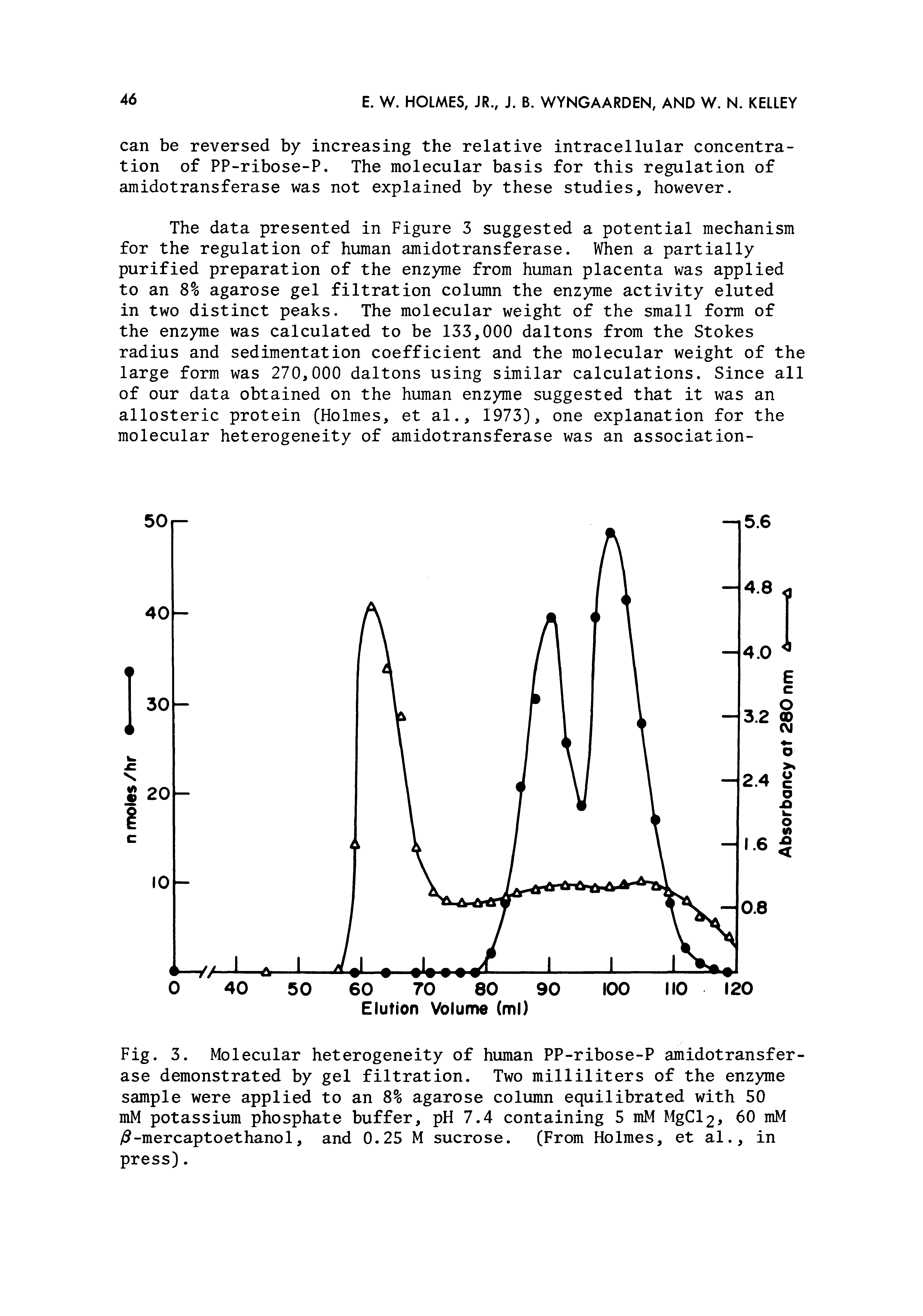 Fig. 3. Molecular heterogeneity of human PP-ribose-P amidotransferase demonstrated by gel filtration. Two milliliters of the enzyme sample were applied to an 8% agarose column equilibrated with 50 mM potassium phosphate buffer, pH 7.4 containing 5 mM MgCl2> 60 mM -mercaptoethanol, and 0.25 M sucrose. (From Holmes, et al., in press).