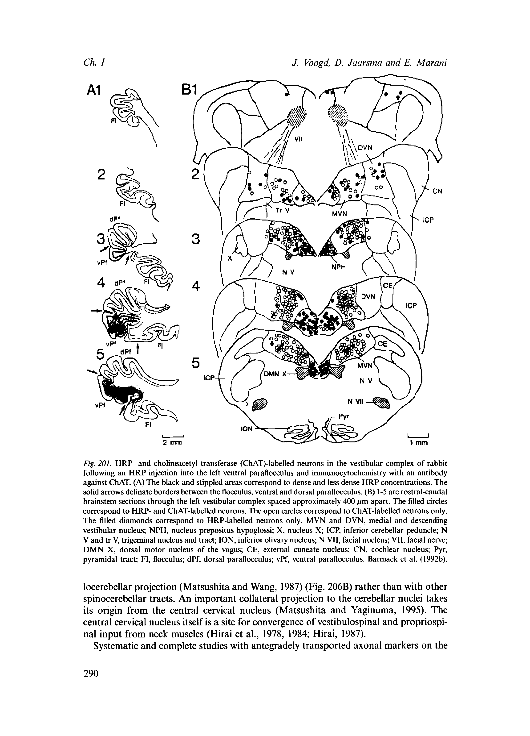 Fig. 201. HRP- and cholineacetyl transferase (ChAT)-labelled neurons in the vestibular complex of rabbit following an HRP injection into the left ventral paraflocculus and immunocytochemistry with an antibody against ChAT. (A) The black and stippled areas correspond to dense and less dense HRP concentrations. The solid arrows delinate borders between the flocculus, ventral and dorsal paraflocculus. (B) 1-5 are rostral-caudal brainstem sections through the left vestibular complex spaced approximately 400 fim apart. The filled circles correspond to HRP- and ChAT-labelled neurons. The open circles correspond to ChAT-labelled neurons only. The filled diamonds correspond to HRP-labelled neurons only. MVN and DVN, medial and descending vestibular nucleus NPH, nucleus prepositus hypoglossi X, nucleus X ICP, inferior cerebellar peduncle N V and tr V, trigeminal nucleus and tract ION, inferior olivary nucleus N VII, facial nucleus VII, facial nerve DMN X, dorsal motor nucleus of the vagus CE, external cuneate nucleus CN, cochlear nucleus Pyr, pyramidal tract FI, flocculus dPf, dorsal paraflocculus vPf, ventral paraflocculus. Barmack et al. (1992b).