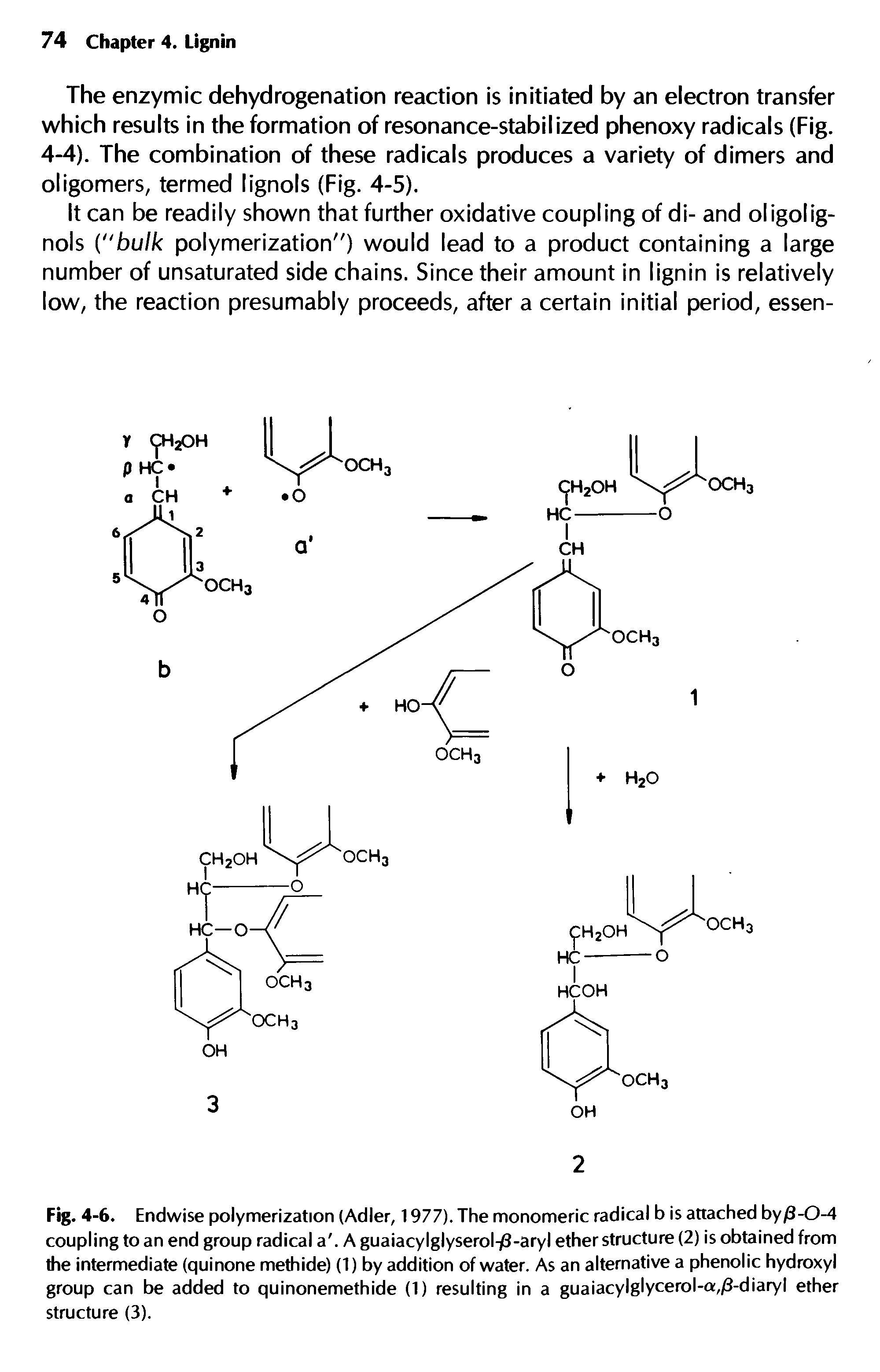 Fig. 4-6. Endwise polymerization (Adler, 1977). The monomeric radical b is attached by/3-0-4 coupling to an end group radical a. A guaiacylglyserol-0-aryl ether structure (2) is obtained from the intermediate (quinone methide) (1) by addition of water. As an alternative a phenolic hydroxyl group can be added to quinonemethide (1) resulting in a guaiacylglycerol-a,/3-diaryl ether structure (3).