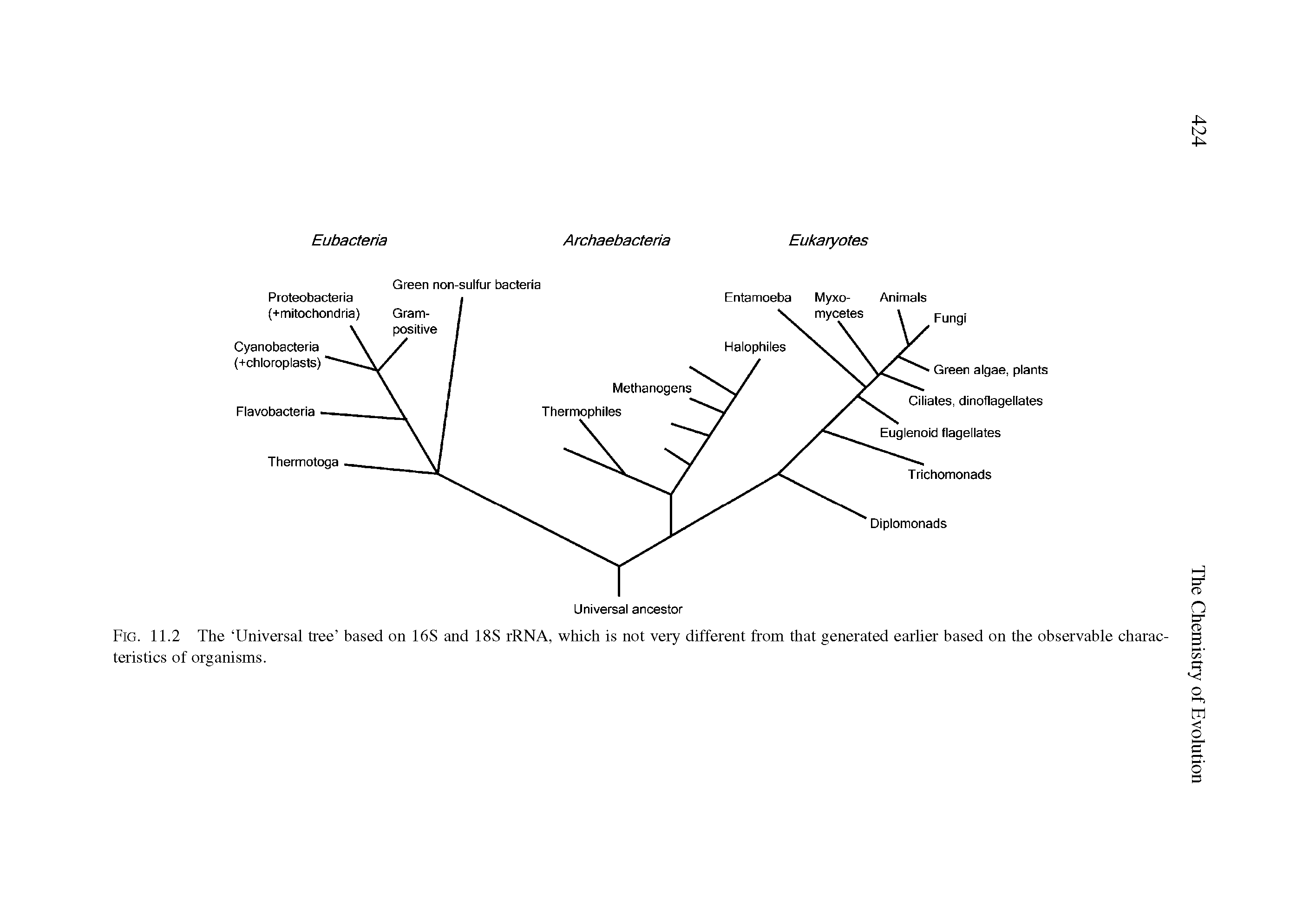 Fig. 11.2 The Universal tree based on 16S and 18S rRNA, which is not very different from that generated earlier based on the observable characteristics of organisms.