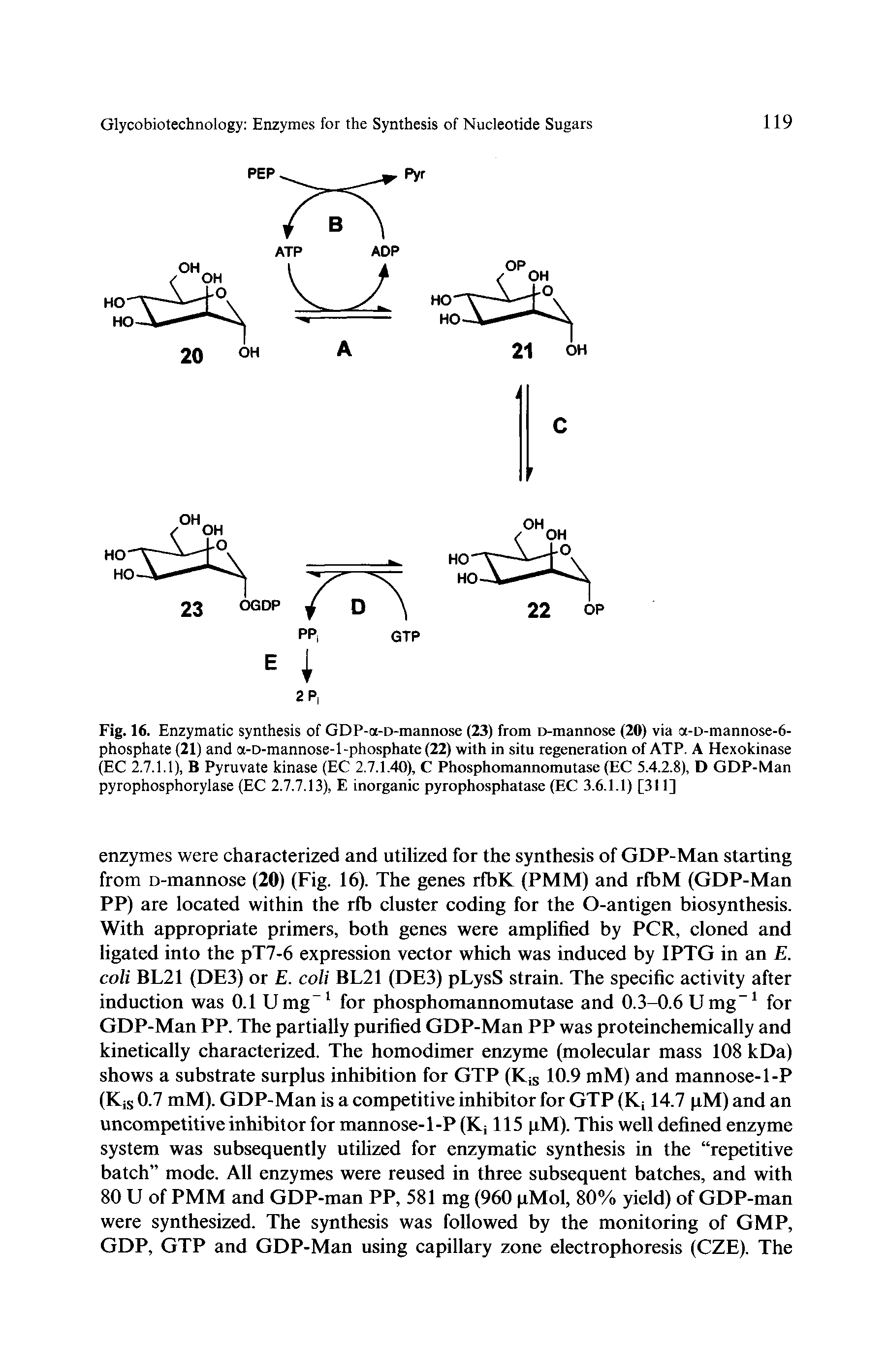 Fig. 16. Enzymatic synthesis of GDP-a-D-mannose (23) from D-mannose (20) via a-D-mannose-6-phosphate (21) and ot-D-mannose-1 -phosphate (22) with in situ regeneration of ATP. A Hexokinase (EC 2.7.1.1), B Pyruvate kinase (EC 2.7.1.40), C Phosphomannomutase (EC 5.4.2.8), D GDP-Man pyrophosphorylase (EC 2.7.7.13), E inorganic pyrophosphatase (EC 3.6.1.1) [311]...
