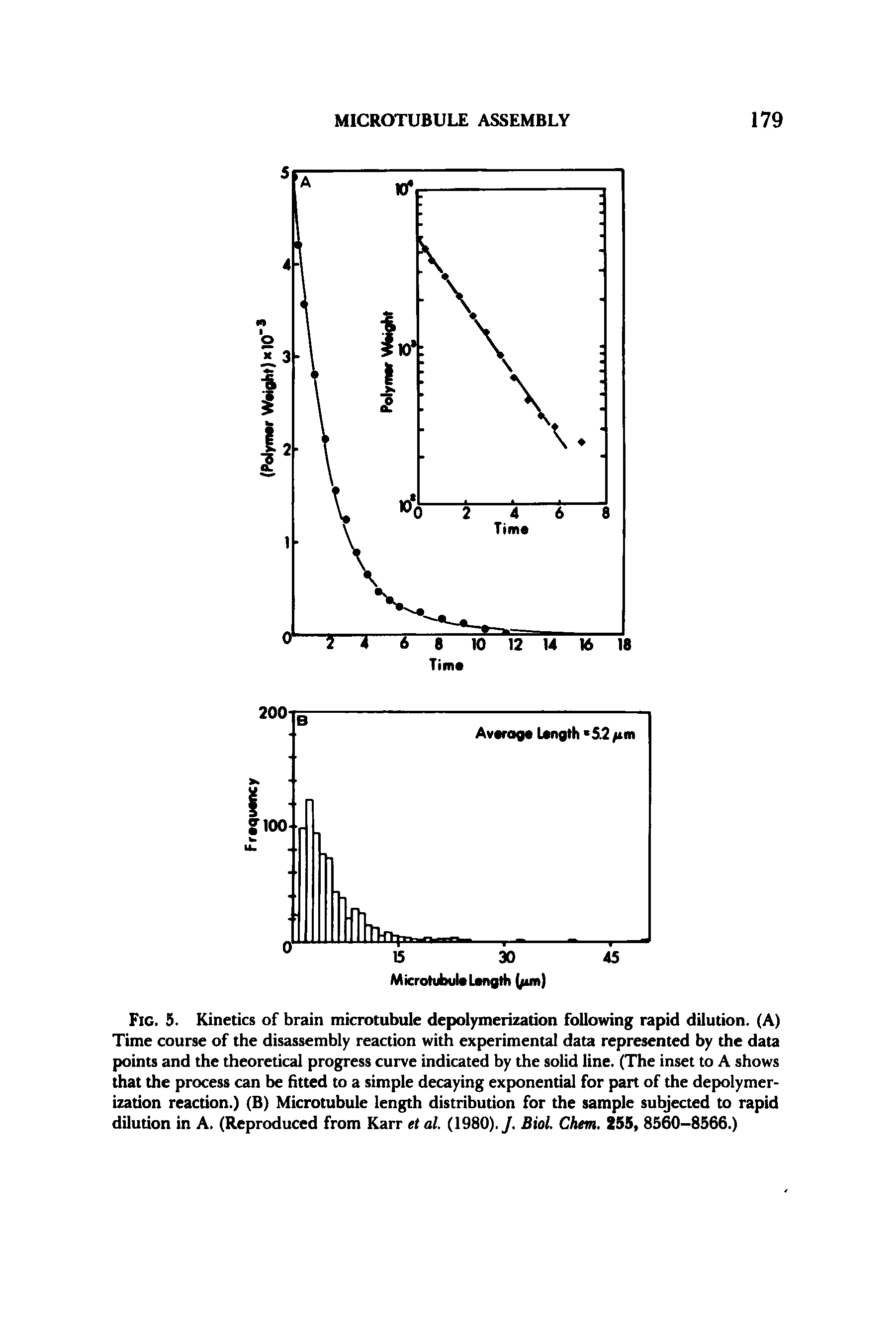 Fig. 5. Kinetics of brain microtubule depolymerization following rapid dilution. (A) Time course of the disassembly reaction with experimental data represented by the data points and the theoretical progress curve indicated by the solid line. (The inset to A shows that the process can be fitted to a simple decaying exponential for part of the depolymerization reaction.) (B) Microtubule length distribution for the sample subjected to rapid dilution in A. (Reproduced from Karr et al. (1980)./. Biol. Chm. 255, 8560-8566.)...