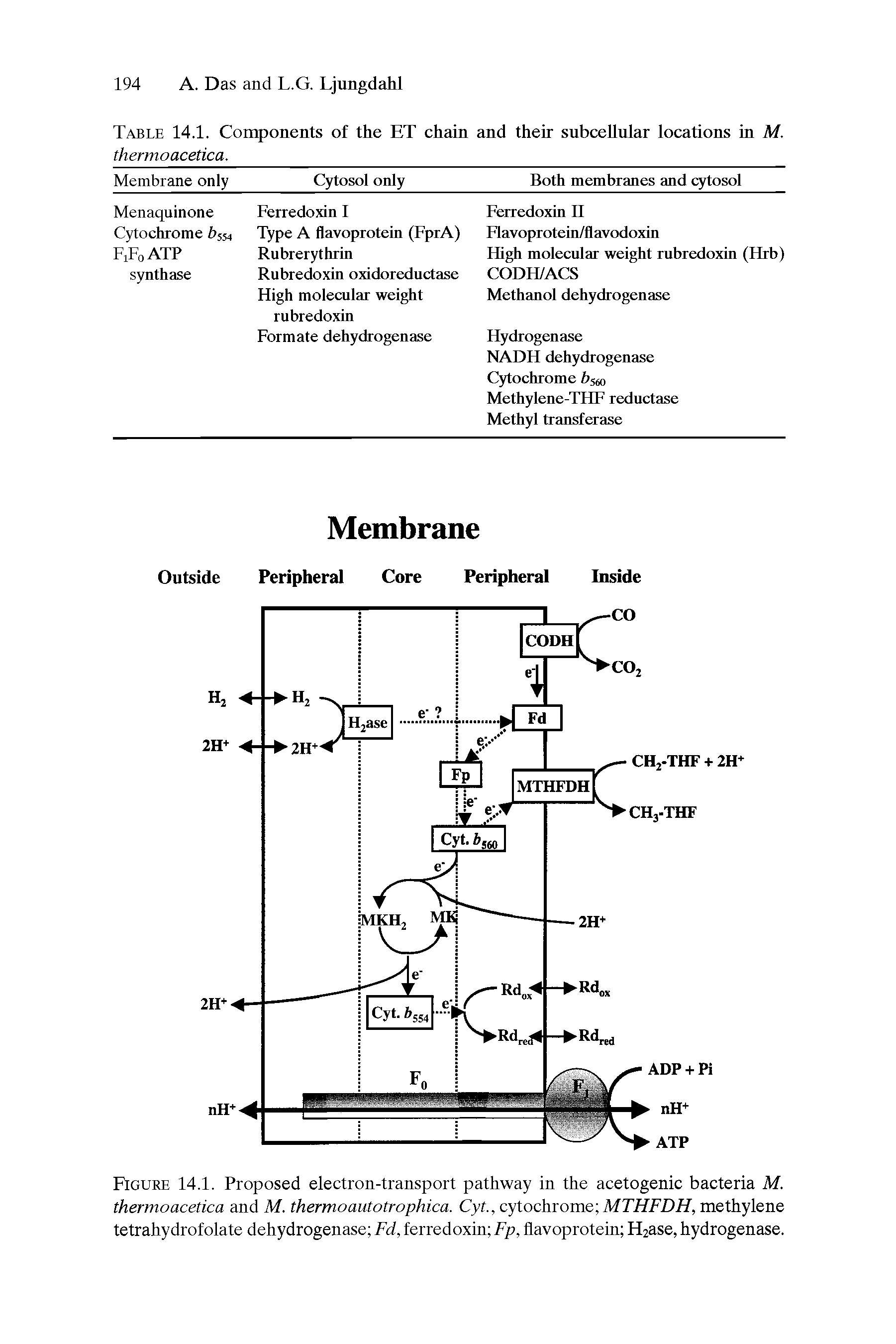 Figure 14.1. Proposed electron-transport pathway in the acetogenic bacteria M. thermoacetica and M. thermoautotrophica. Cyt., cytochrome MTi/FD//, methylene tetrahydrofolate dehydrogenase Fd, ferredoxin Fp, flavoprotein H2ase, hydrogenase.