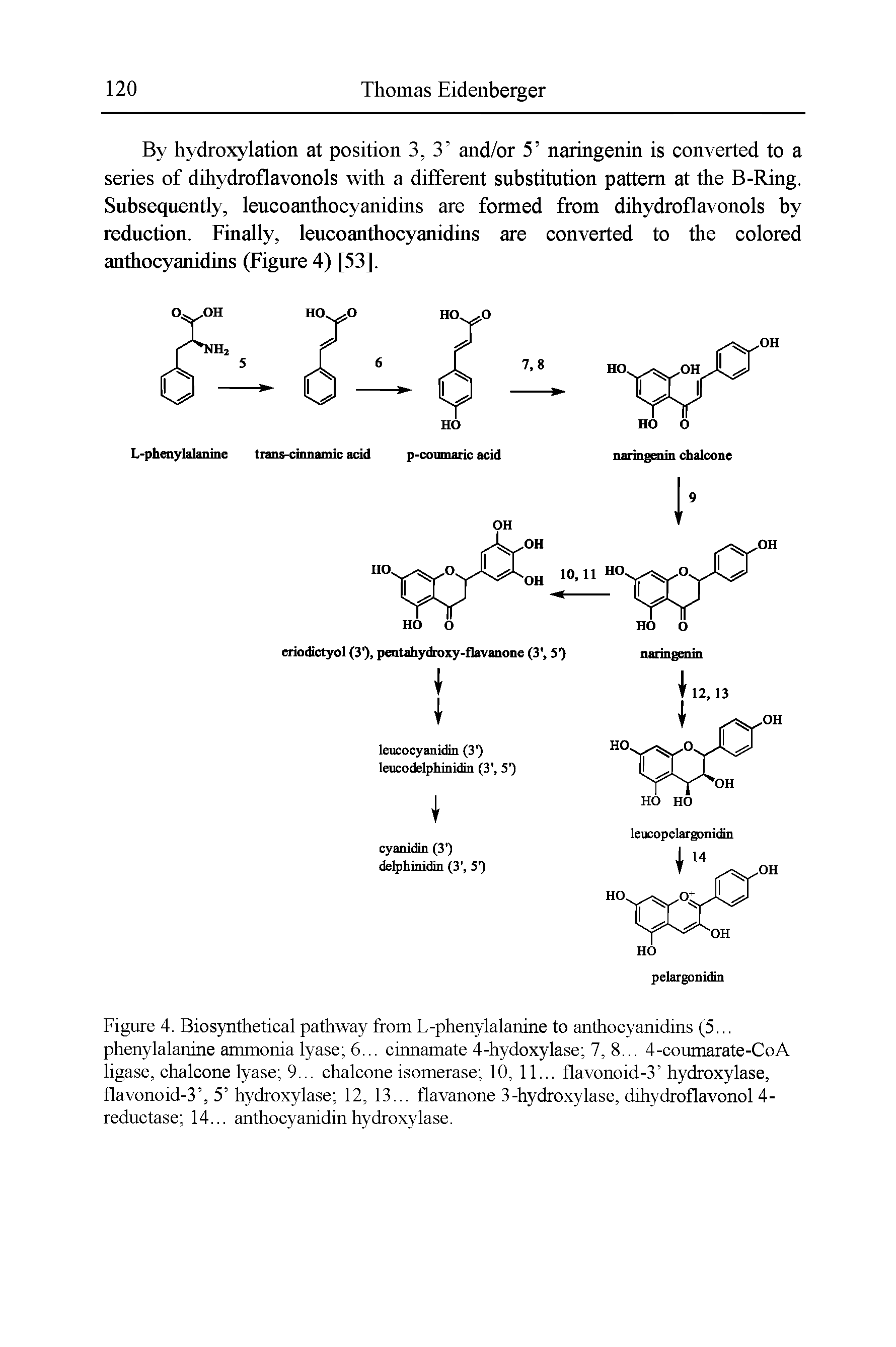 Figure 4. Biosynthetical pathway from L-phenylalanine to anthocyanidins (5... phenylalanine ammonia lyase 6... cinnamate 4-hydoxylase 7, 8... 4-coumarate-CoA ligase, chalcone lyase 9... chalcone isomerase 10, 11... flavonoid-3 hydroxylase, flavonoid-3 , 5 hydroxylase 12, 13... flavanone 3-hydroxylase, dihydroflavonol 4-reductase 14... anthocyanidinhydroxylase.