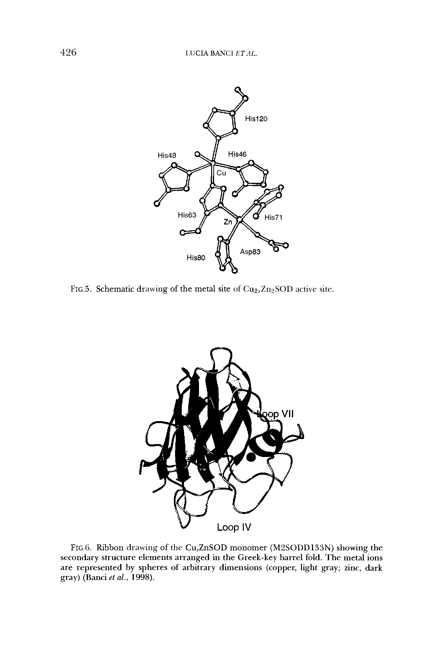 Fig.6. Ribbon drawing of the Cu.ZnSOD monomer (M2SODD183N) showing the secondary structure elements arranged in the Greek-key barrel fold. The metal ions are represented by spheres of arbitrary dimensions (copper, light gray zinc, dark gray) (Band et al., 1998).