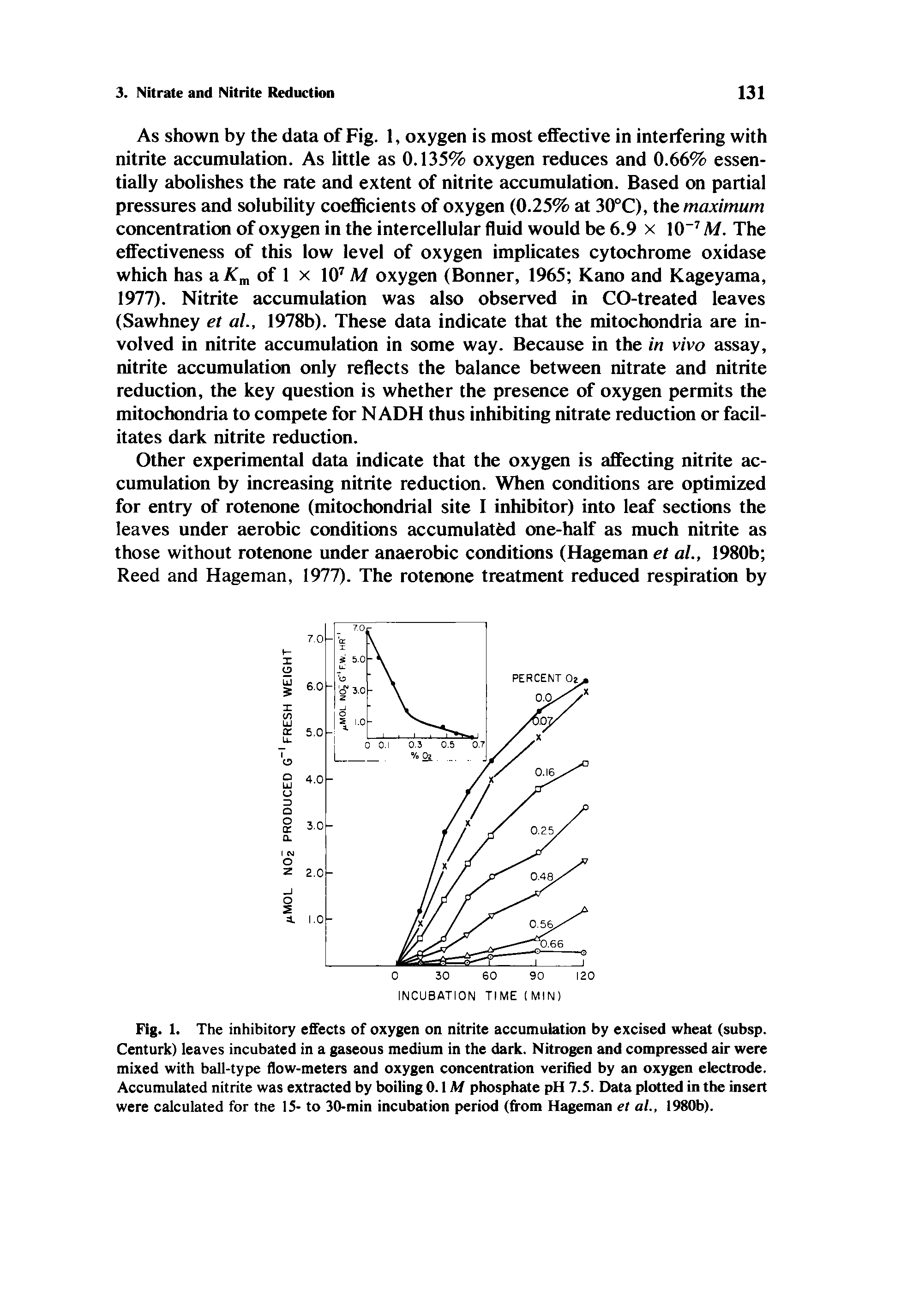 Fig. 1. The inhibitory effects of oxygen on nitrite accumulation by excised wheat (subsp. Centurk) leaves incubated in a gaseous medium in the dark. Nitrogen and compressed air were mixed with ball-type flow-meters and oxygen concentration verified by an oxygen electrode. Accumulated nitrite was extracted by boiling 0.1M phosphate pH 7.5. Data plotted in the insert were calculated for tne 15- to 30-min incubation period (from Hageman et at., 1980b).