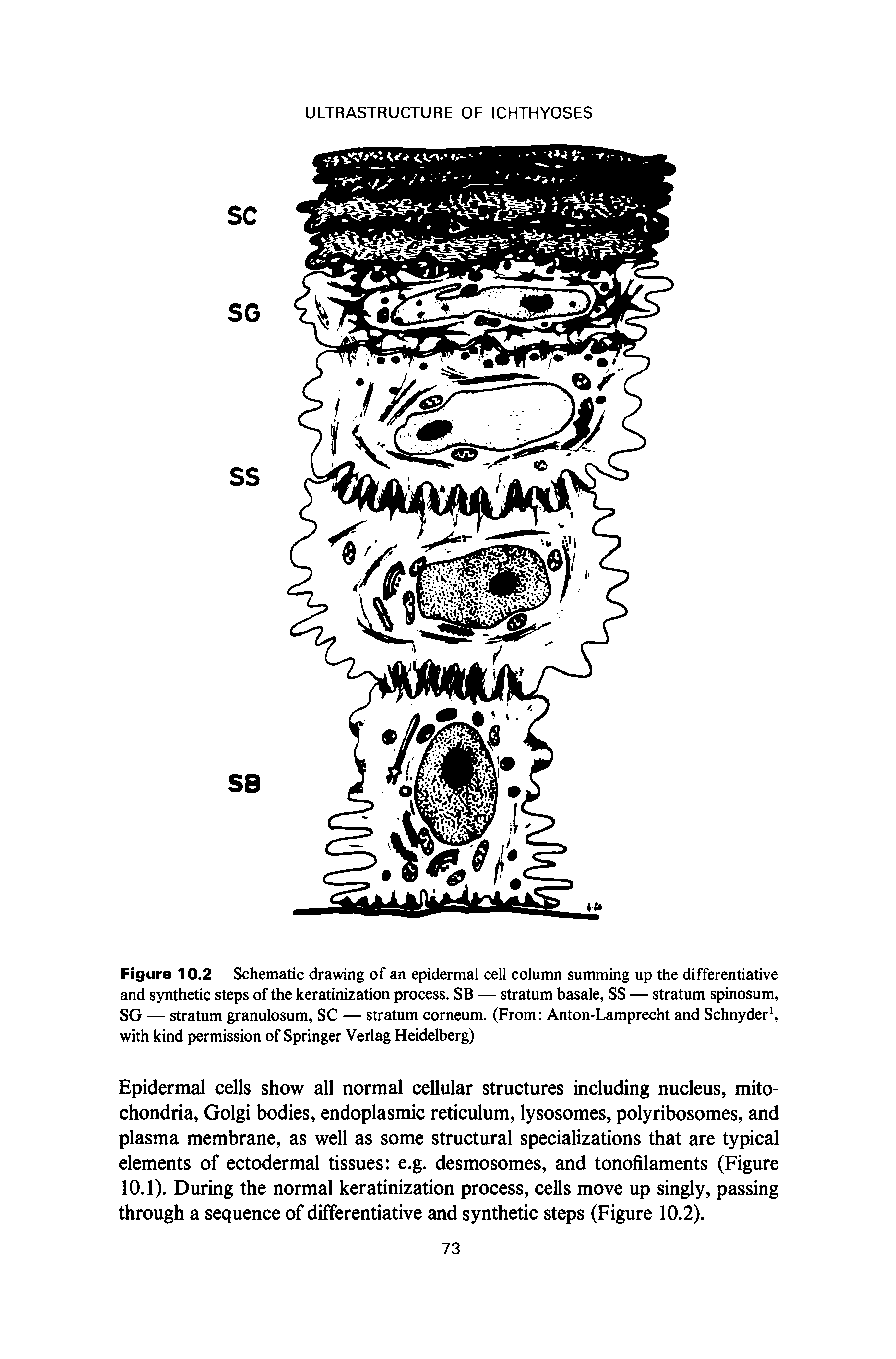 Figure 10.2 Schematic drawing of an epidermal cell column summing up the differentiative and synthetic steps of the keratinization process. SB — stratum basale, SS — stratum spinosum, SG — stratum granulosum, SC — stratum corneum. (From Anton-Lamprecht and Schnyder , with kind permission of Springer Verlag Heidelberg)...