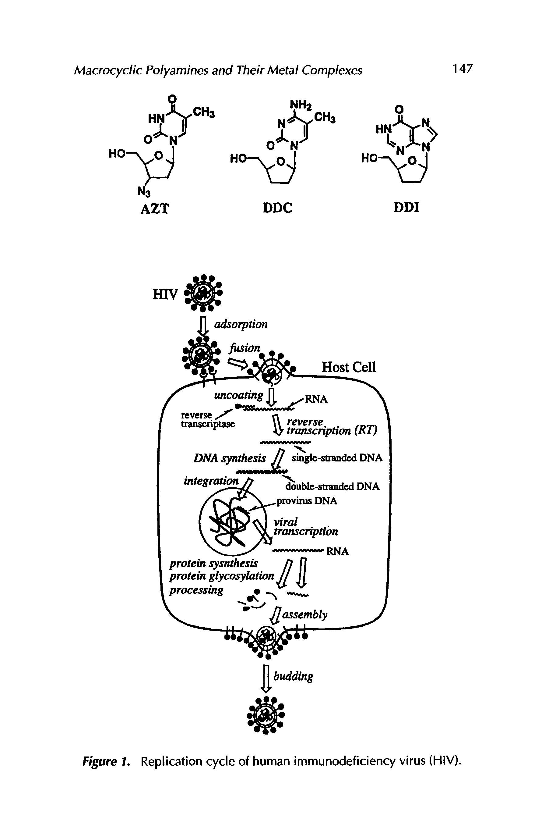 Figure 1. Replication cycle of human immunodeficiency virus (HIV).