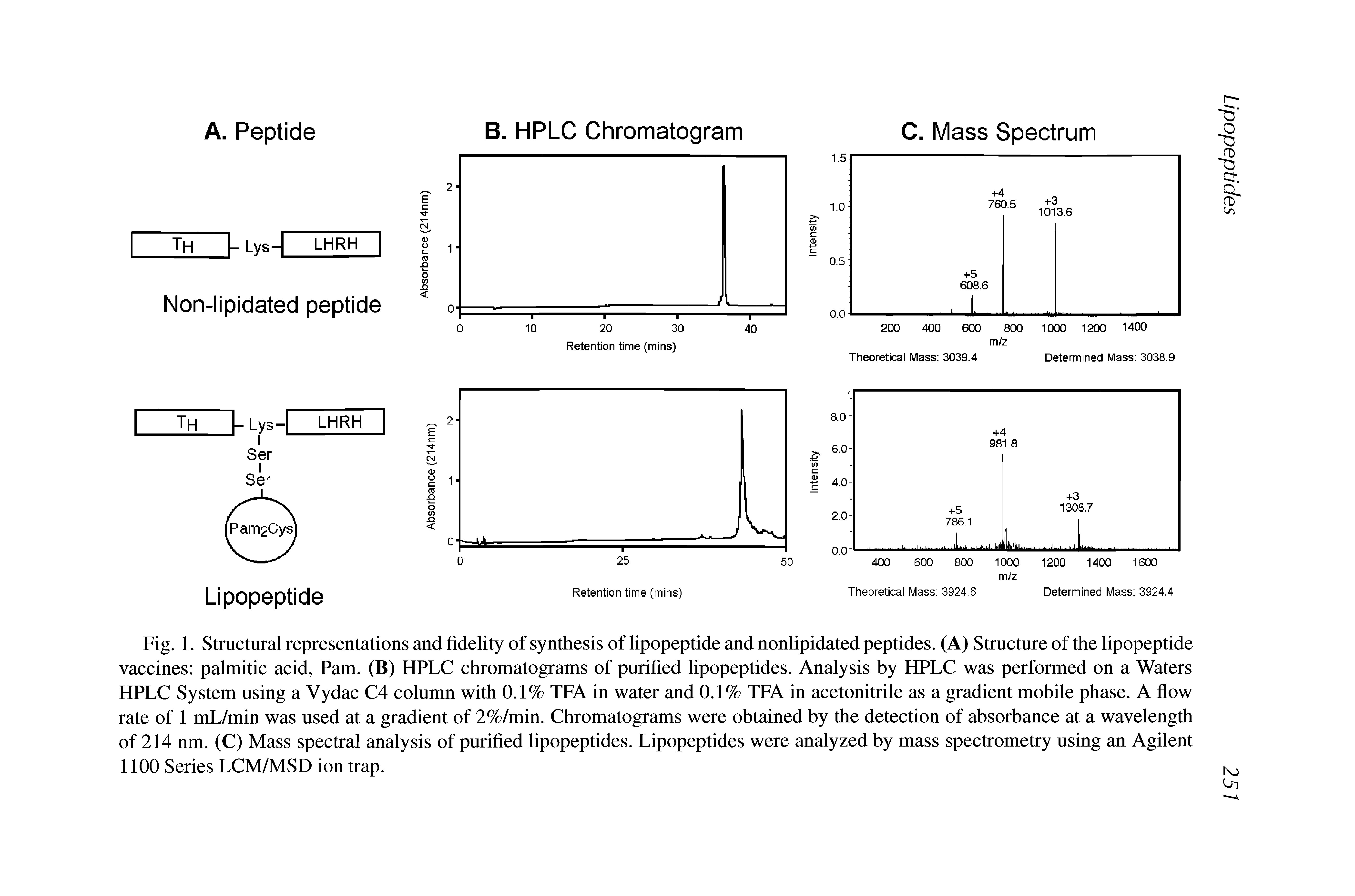 Fig. 1. Structural representations and fidelity of synthesis of lipopeptide and nonlipidated peptides. (A) Structure of the lipopeptide vaccines palmitic acid, Pam. (B) HPLC chromatograms of purified lipopeptides. Analysis by HPLC was performed on a Waters HPLC System using a Vydac C4 column with 0.1% TFA in water and 0.1% TFA in acetonitrile as a gradient mobile phase. A flow rate of 1 mL/min was used at a gradient of 2%/min. Chromatograms were obtained by the detection of absorbance at a wavelength of 214 nm. (C) Mass spectral analysis of purified lipopeptides. Lipopeptides were analyzed by mass spectrometry using an Agilent 1100 Series LCM/MSD ion trap.