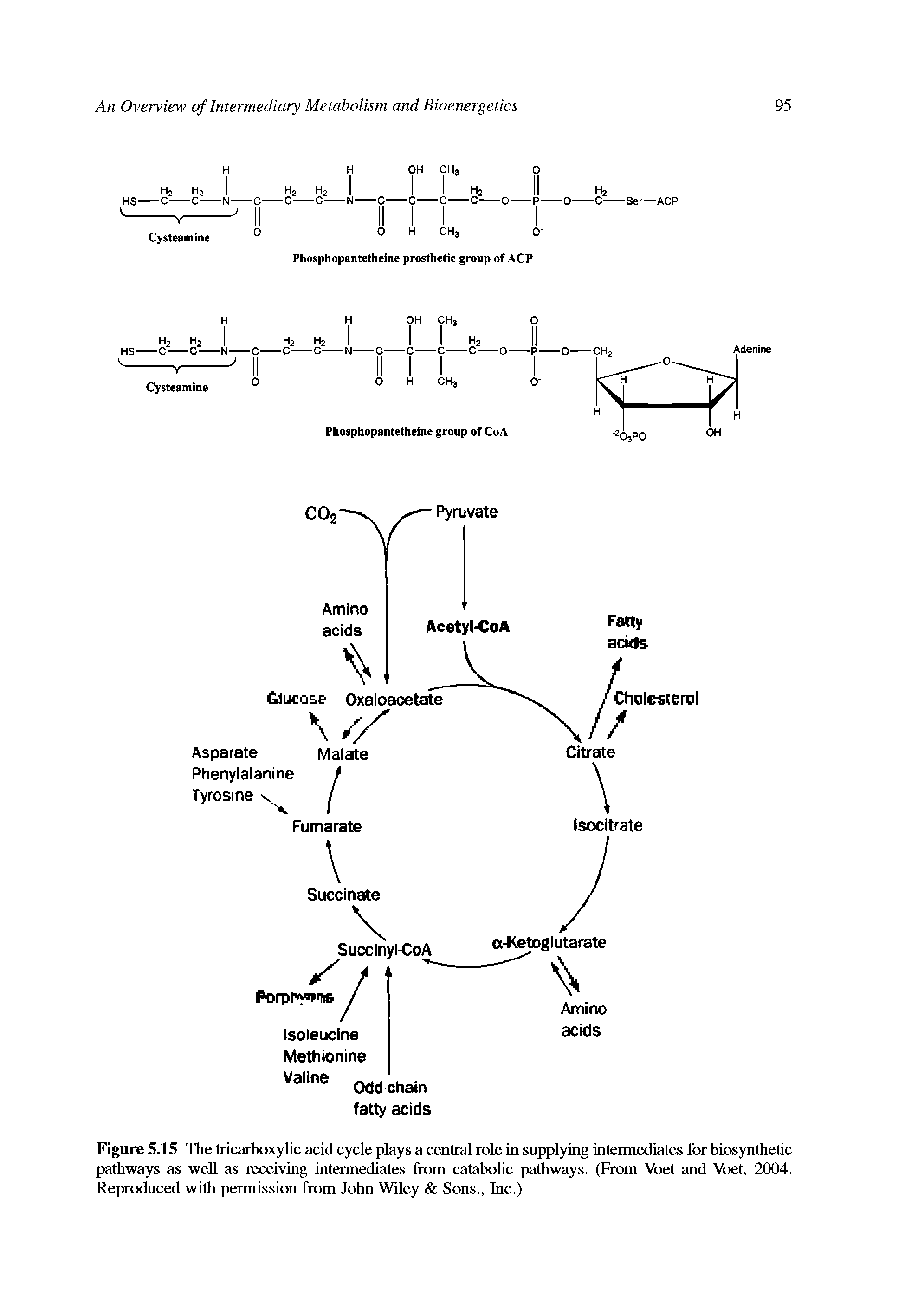Figure 5.15 The tricarboxylic acid cycle plays a central role in supplying intermediates for biosynthetic pathways as well as receiving intermediates from catabolic pathways. (From Voet and Voet, 2004. Reproduced with permission from John Wiley Sons., Inc.)...