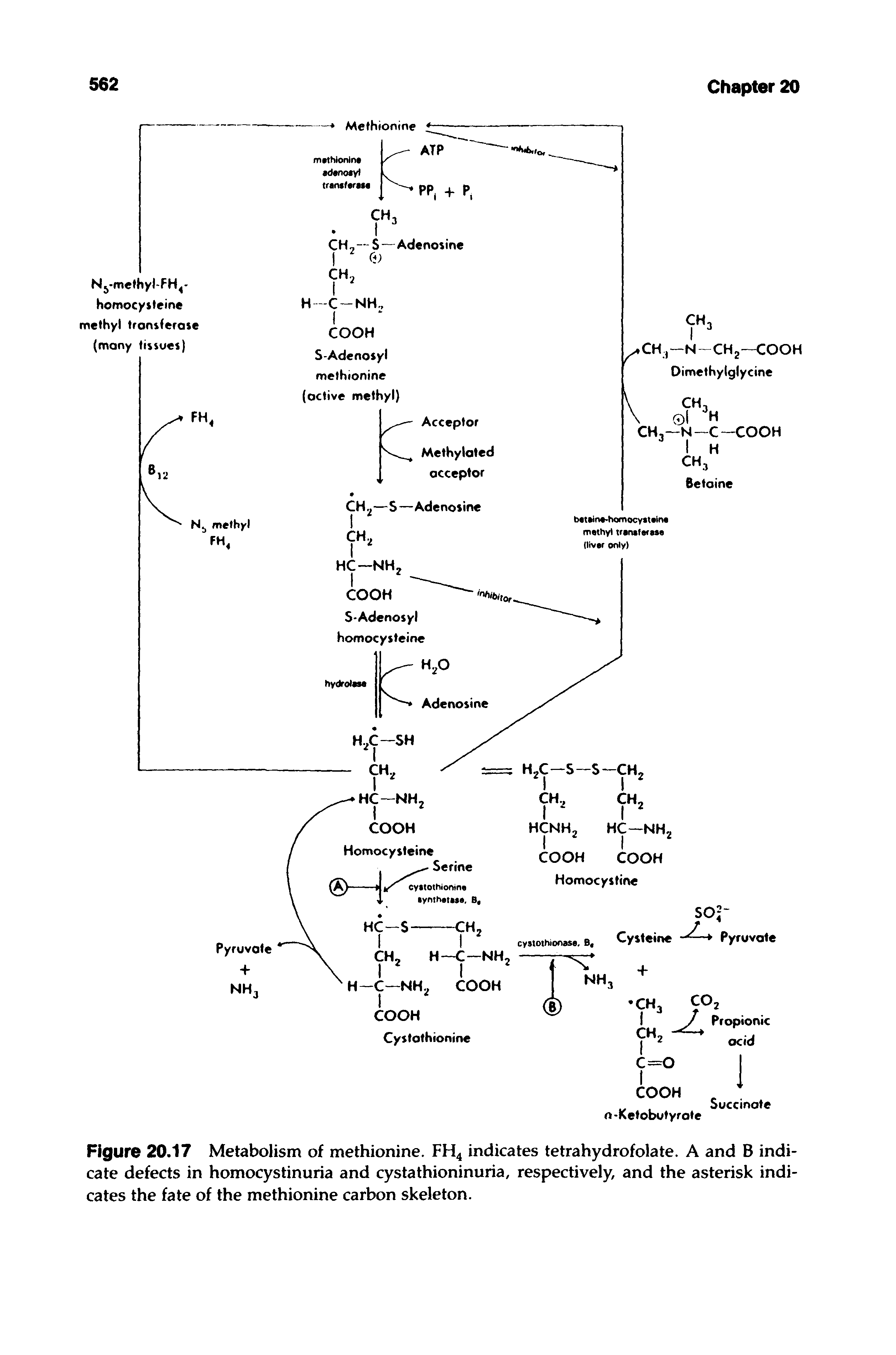 Figure 20.17 Metabolism of methionine. FH4 indicates tetrahydrofolate. A and B indicate defects in homocystinuria and cystathioninuria, respectively, and the asterisk indicates the fate of the methionine carbon skeleton.
