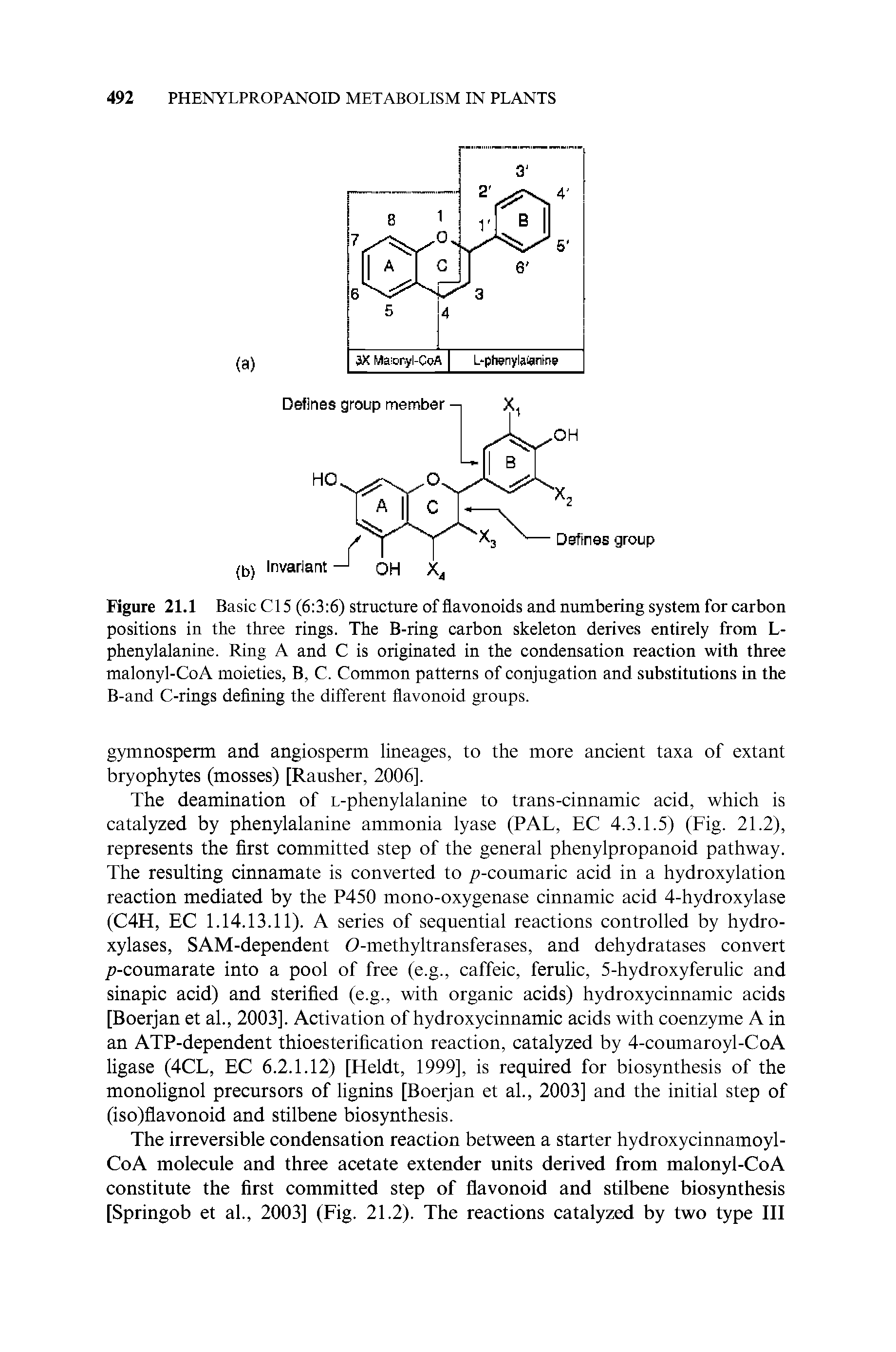 Figure 21.1 Basic Cl 5 (6 3 6) structure of flavonoids and numbering system for carbon positions in the three rings. The B-ring carbon skeleton derives entirely from L-phenylalanine. Ring A and C is originated in the condensation reaction with three malonyl-CoA moieties, B, C. Common patterns of conjugation and substitutions in the B-and C-rings defining the different flavonoid groups.