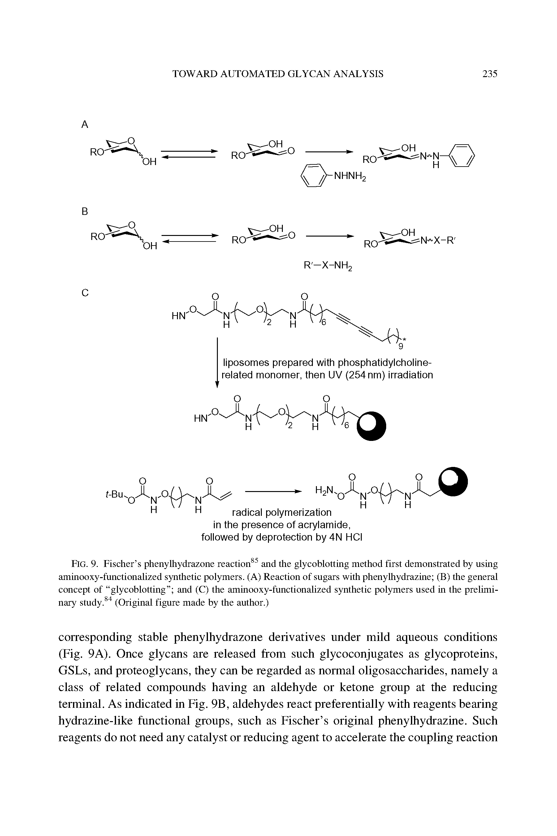Fig. 9. Fischer s phenylhydrazone reaction85 and the glycoblotting method first demonstrated by using aminooxy-functionalized synthetic polymers. (A) Reaction of sugars with phenylhydrazine (B) the general concept of glycoblotting and (C) the aminooxy-functionalized synthetic polymers used in the preliminary study.84 (Original figure made by the author.)...