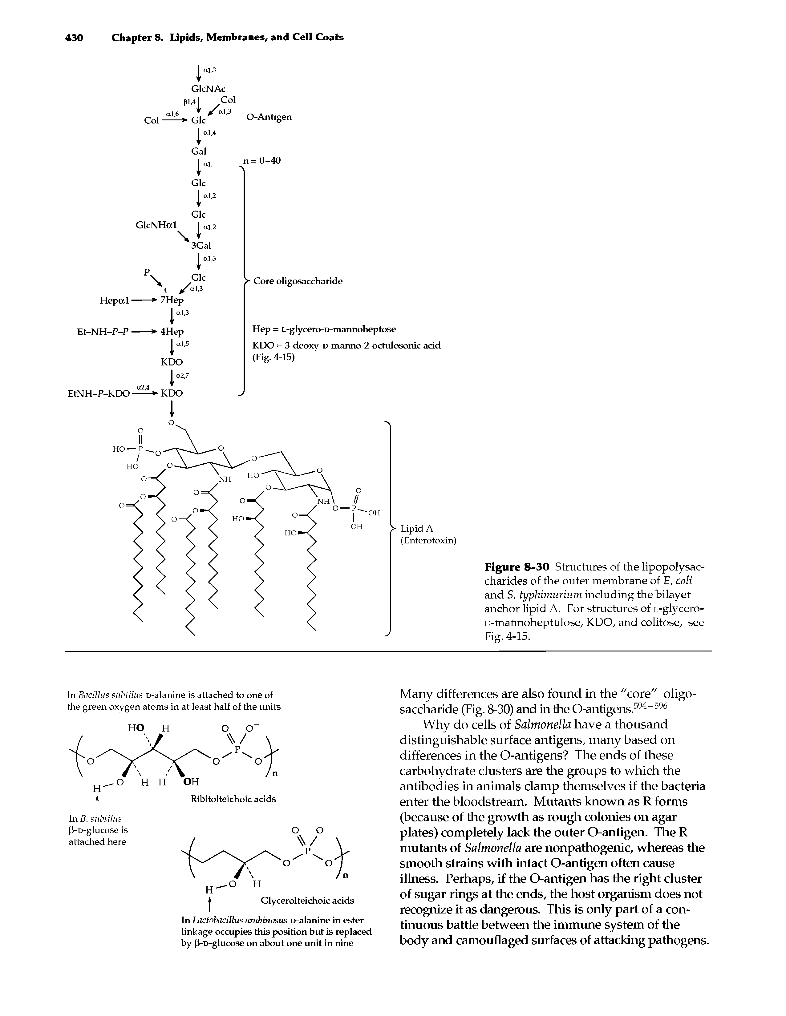 Figure 8-30 Structures of the lipopolysac-charides of the outer membrane of E. coli and S. typhimurium including the bilayer anchor lipid A. For structures of L-glycero-D-mannoheptulose, KDO, and colitose, see Fig. 4-15.