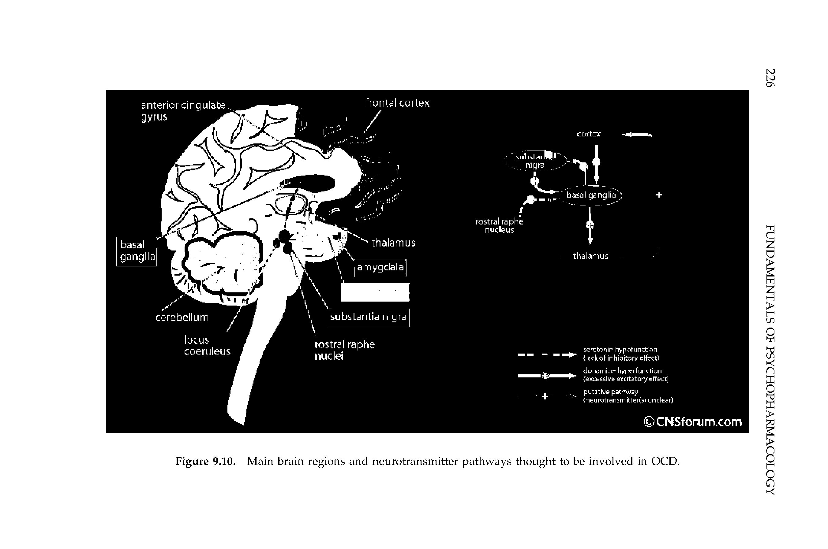 Figure 9.10. Main brain regions and neurotransmitter pathways thought to be involved in OCD.
