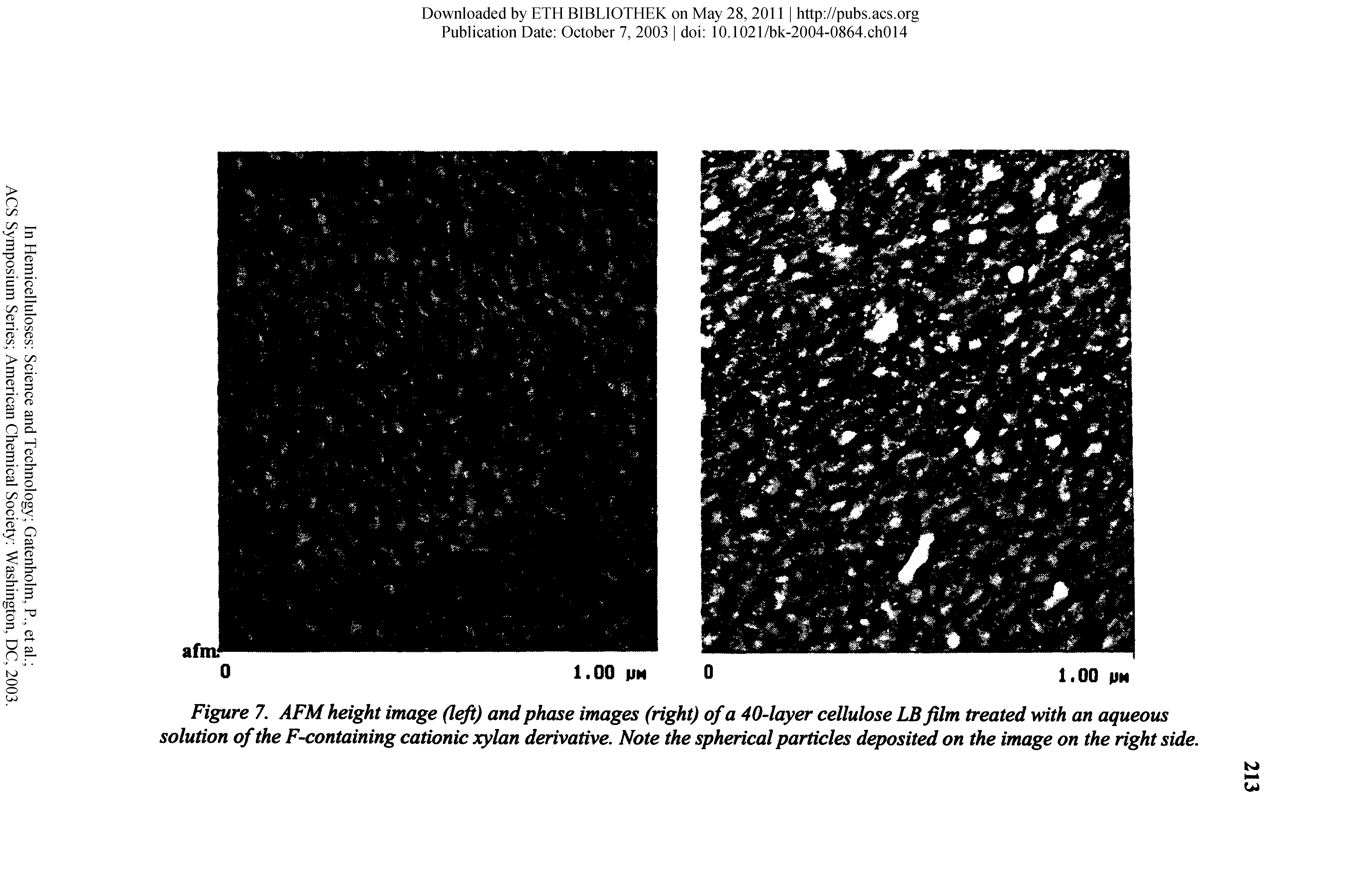 Figure 7. AFM height image (left) and phase images (right) of a 40-layer cellulose LB film treated with an aqueous solution of the F-containing cationic xylan derivative. Note the spherical particles deposited on the image on the right side.