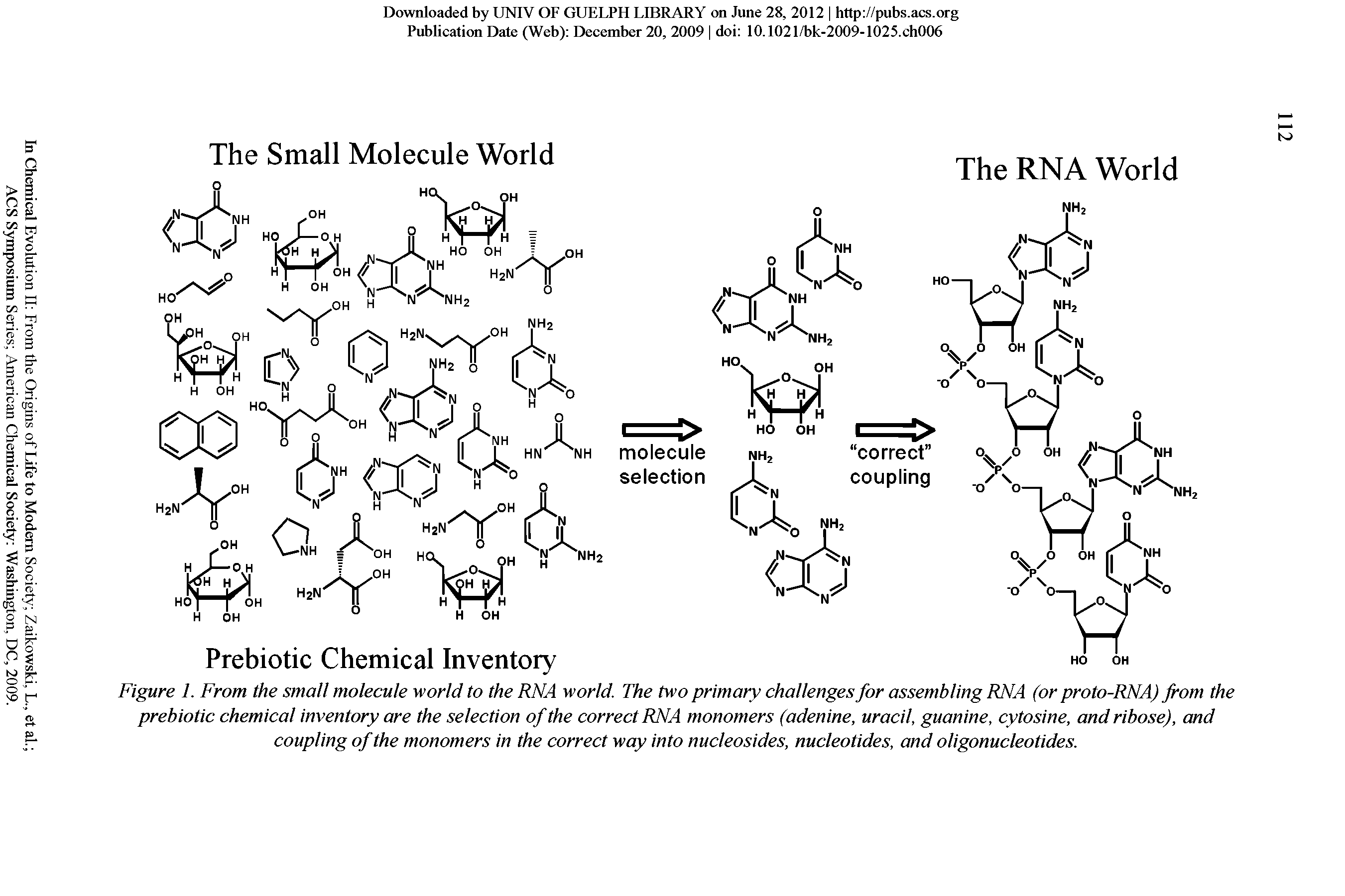 Figure 1. From the small molecule world to the RNA world. The two primary challenges for assembling RNA (or proto-RNA) from the prebiotic chemical inventory are the selection of the correct RNA monomers (adenine, uracil, guanine, cytosine, and ribose), and coupling of the monomers in the correct way into nucleosides, nucleotides, and oligonucleotides.