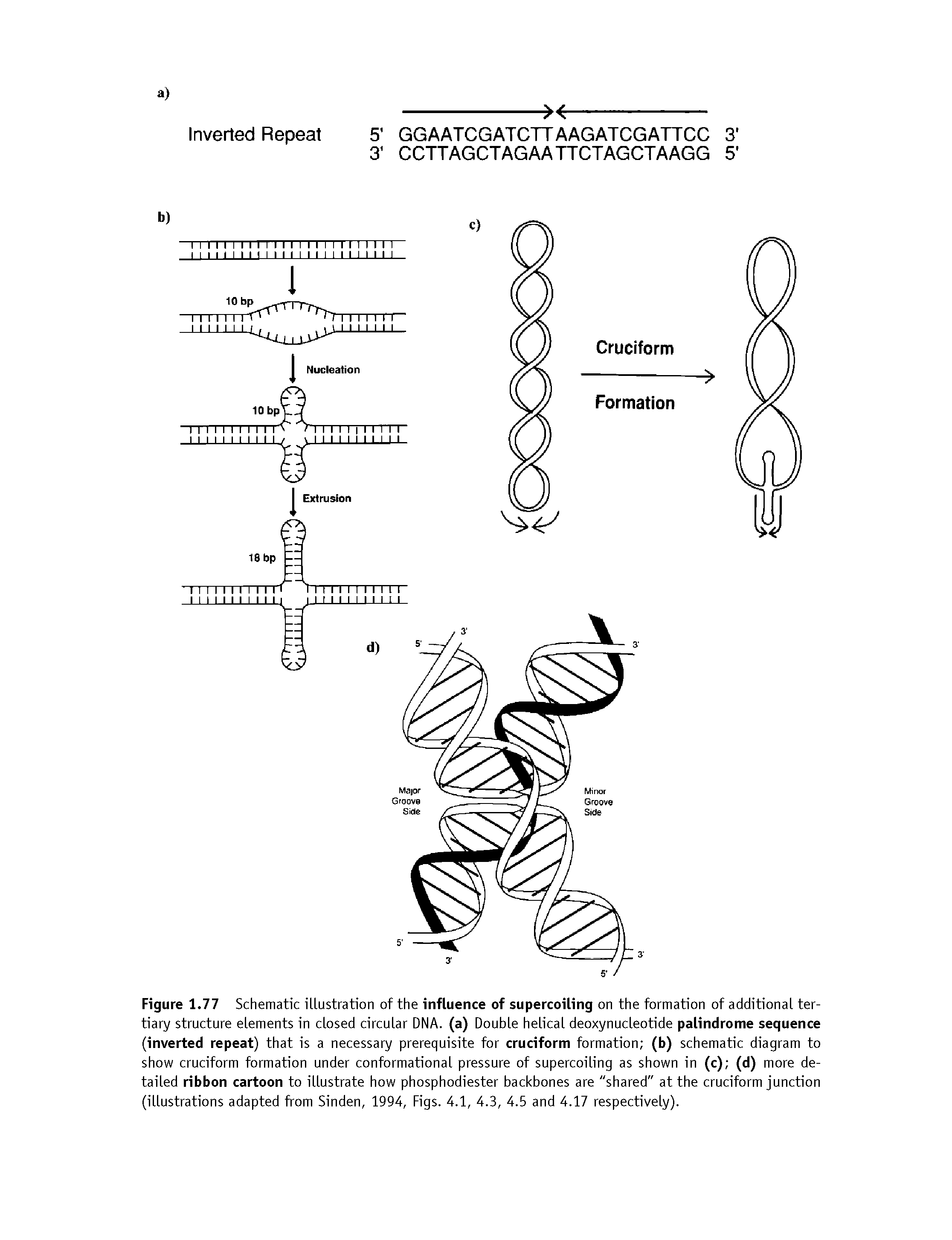 Figure 1.77 Schematic illustration of the influence of supercoiling on the formation of additional tertiary structure elements in closed circular DNA. (a) Double helical deoxynucleotide palindrome sequence (inverted repeat) that is a necessary prerequisite for cruciform formation (b) schematic diagram to show cruciform formation under conformational pressure of supercoiling as shown in (c) (d) more detailed ribbon cartoon to illustrate how phosphodiester backbones are "shared" at the cruciform junction (illustrations adapted from Sinden, 1994, Figs. 4.1, 4.3, 4.5 and 4.17 respectively).