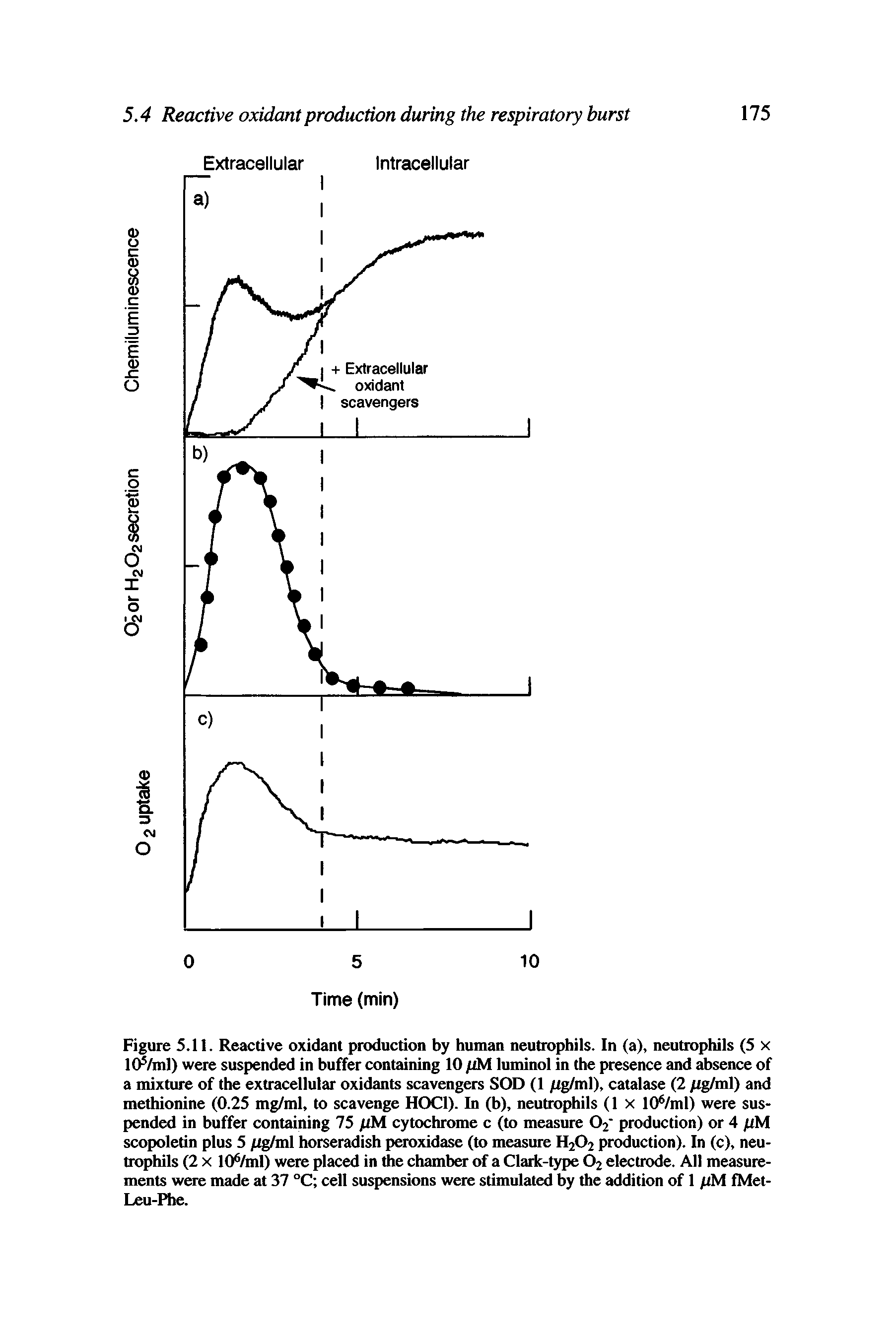 Figure 5.11. Reactive oxidant production by human neutrophils. In (a), neutrophils (5 x lOVml) were suspended in buffer containing 10 pM luminol in the presence and absence of a mixture of the extracellular oxidants scavengers SOD (1 /ig/ml), catalase (2 pg/ml) and methionine (0.25 mg/ml, to scavenge HOC1). In (b), neutrophils (1 x 106/ml) were suspended in buffer containing 75 jUM cytochrome c (to measure Of production) or 4 jUM scopoletin plus 5 /ig/ml horseradish peroxidase (to measure H202 production). In (c), neutrophils (2 x lOfyml) were placed in the chamber of a Clark-type 02 electrode. All measurements were made at 37 °C cell suspensions were stimulated by the addition of 1 /<M fMet-Leu-Phe.
