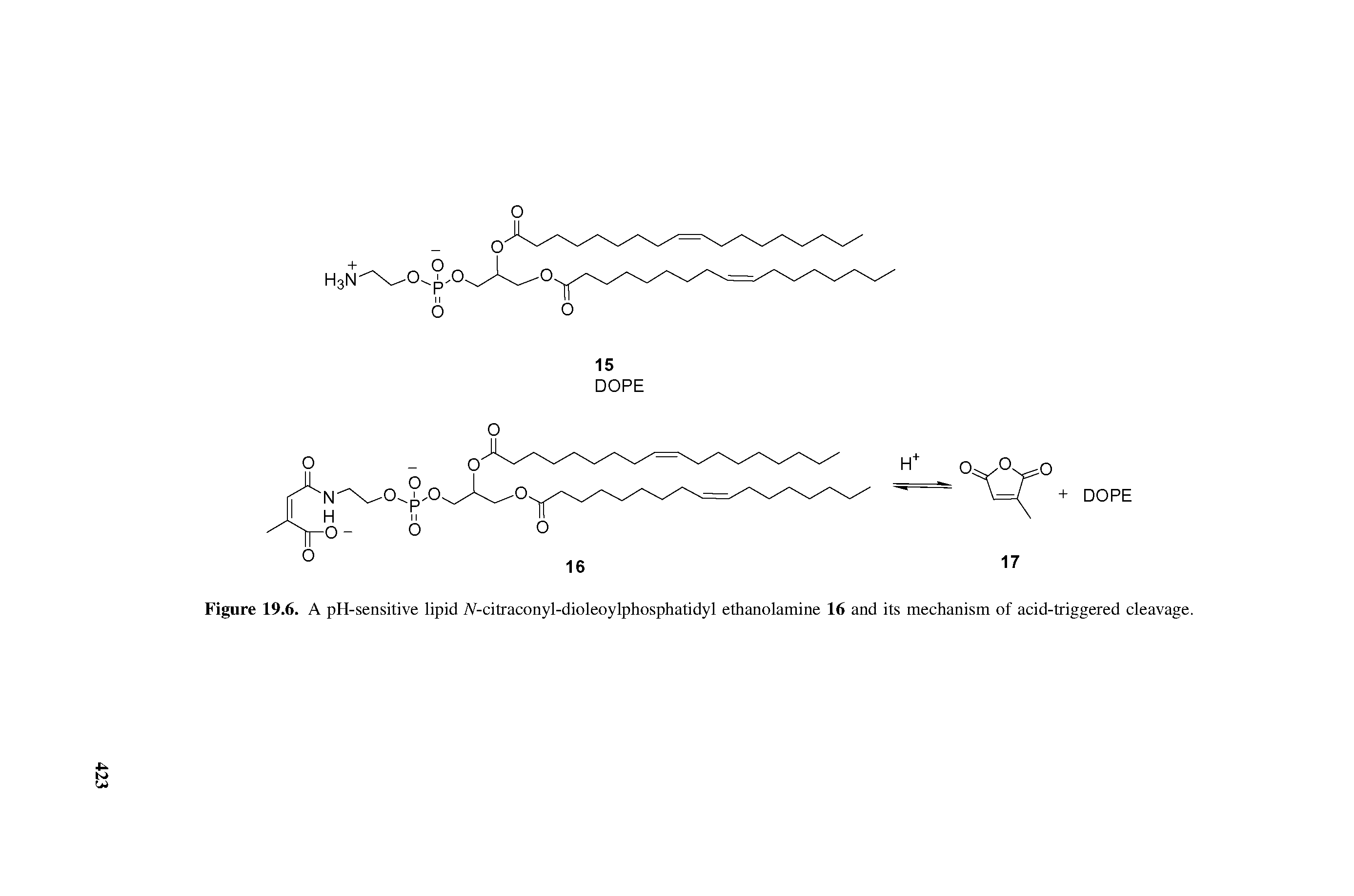 Figure 19.6. A pH-sensitive lipid A-citraconyl-dioleoylphosphatidyl ethanolamine 16 and its mechanism of acid-triggered cleavage.