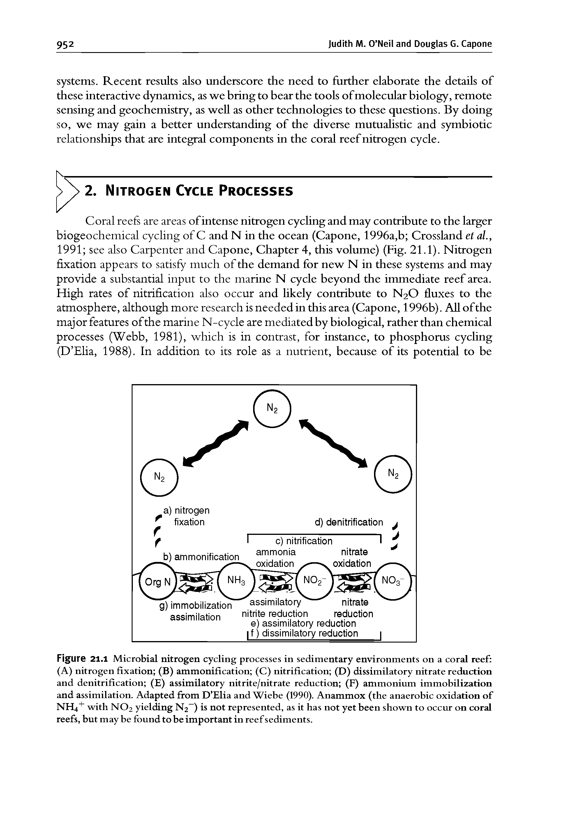 Figure 21.1 Microbial nitrogen cycling processes in sedimentary environments on a coral reef (A) nitrogen fixation (B) ammonification (C) nitrification (D) dissimilatory nitrate reduction and denitrification (E) assimilatory nitrite/nitrate reduction (F) ammonium immobilization and assimilation. Adapted from D Elia and Wiebe (1990). Anammox (the anaerobic oxidation of NH4" with NO2 yielding N2 ) is not represented, as it has not yet been shown to occur on coral reefs, but may be found to be important in reef sediments.