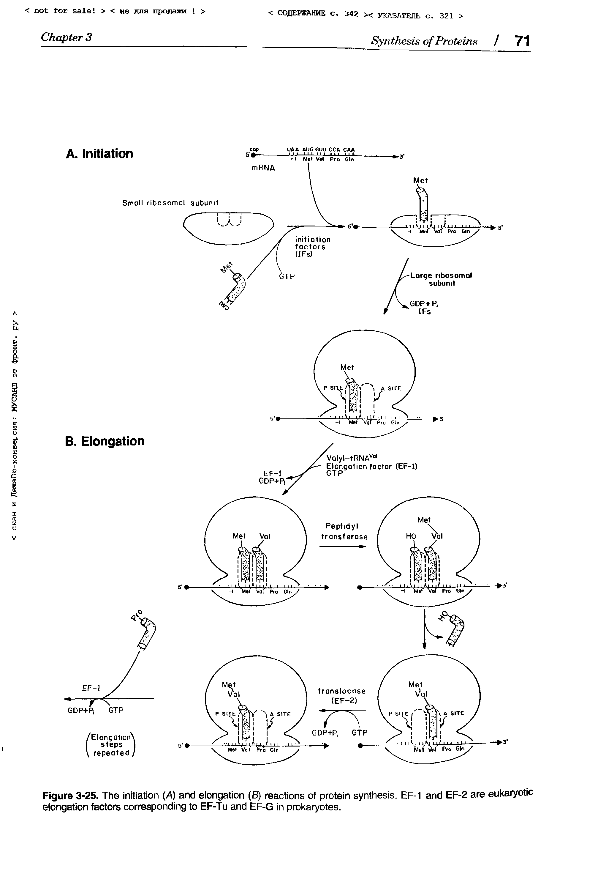 Figure 3-25. The initiation (A) and elongation (B) reactions of protein synthesis. EF-1 and EF-2 are eukaryotic elongation factors corresponding to EF-Tu and EF-G in prokaryotes.