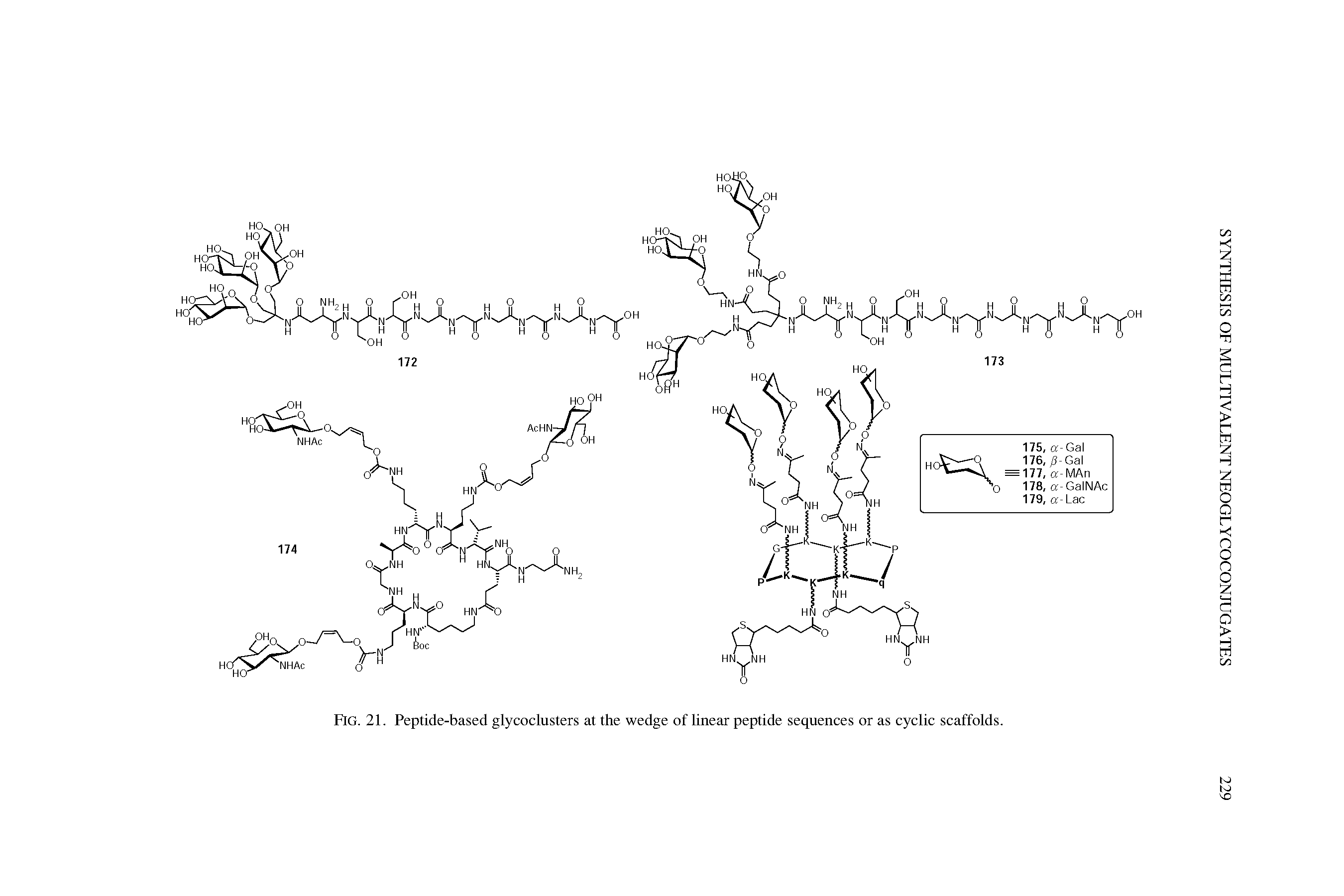 Fig. 21. Peptide-based glycoclusters at the wedge of linear peptide sequences or as cyclic scaffolds.