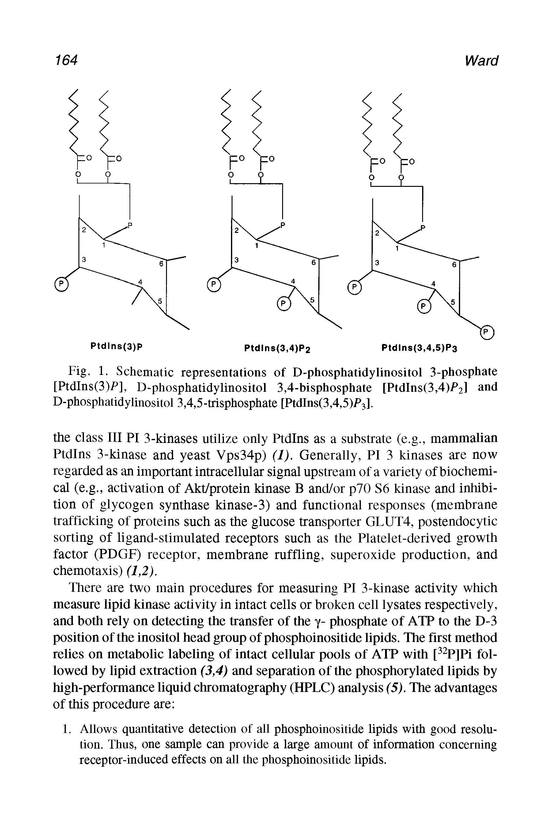 Fig. 1. Schematic representations of D-phosphatidylinositol 3-phosphate [PtdIns(3)P], D-phosphatidylinositol 3,4-bisphosphate [PtdIns(3,4)P2] and D-phosphatidylinositol 3,4,5-trisphosphate [PtdIns(3,4,5)P3].