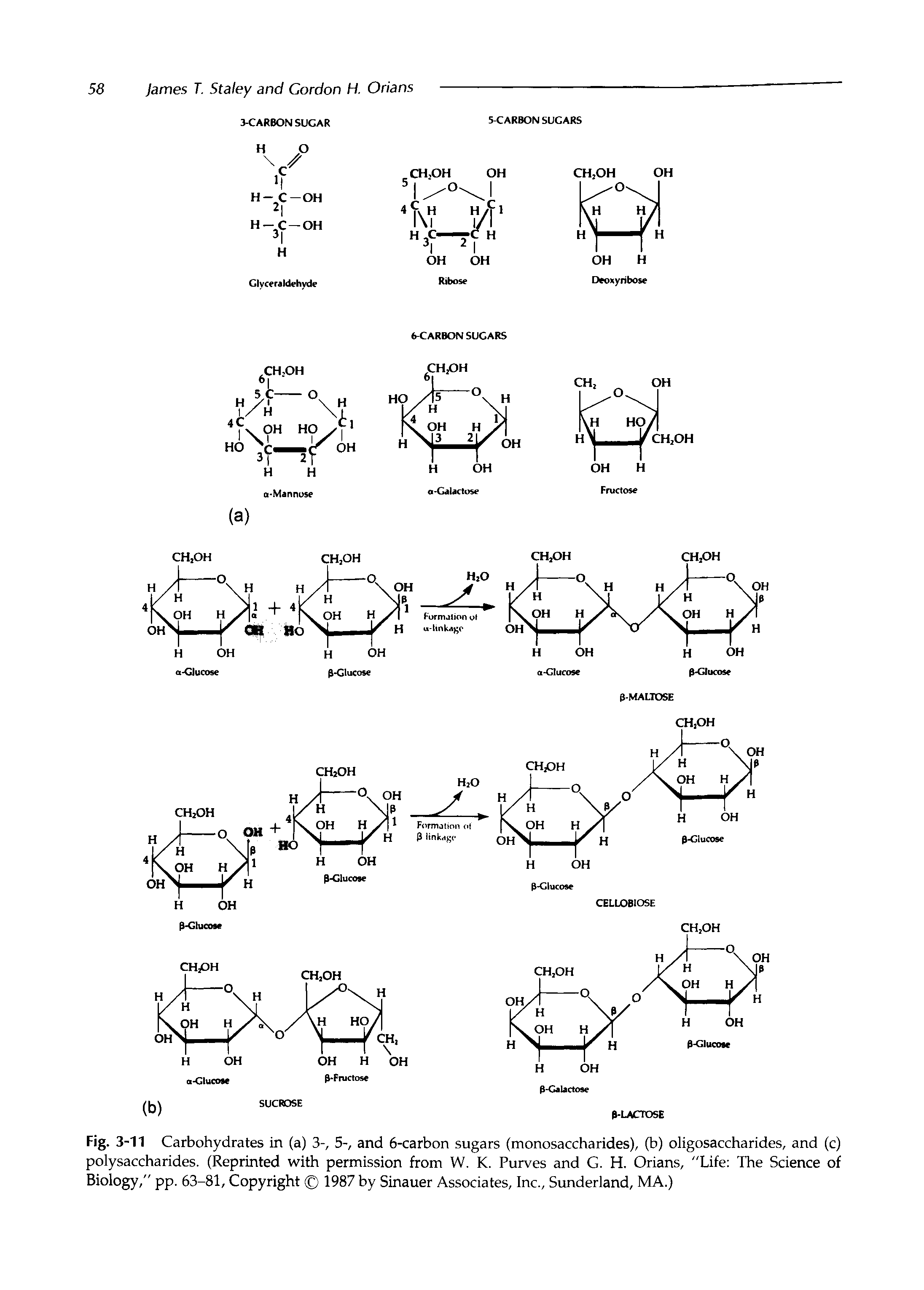 Fig. 3-11 Carbohydrates in (a) 3-, 5-, and 6-carbon sugars (monosaccharides), (b) oligosaccharides, and (c) polysaccharides. (Reprinted with permission from W. K. Purves and G. H. Orians, "Life The Science of Biology," pp. 63-81, Copyright 1987 by Sinauer Associates, Inc., Simderland, MA.)...
