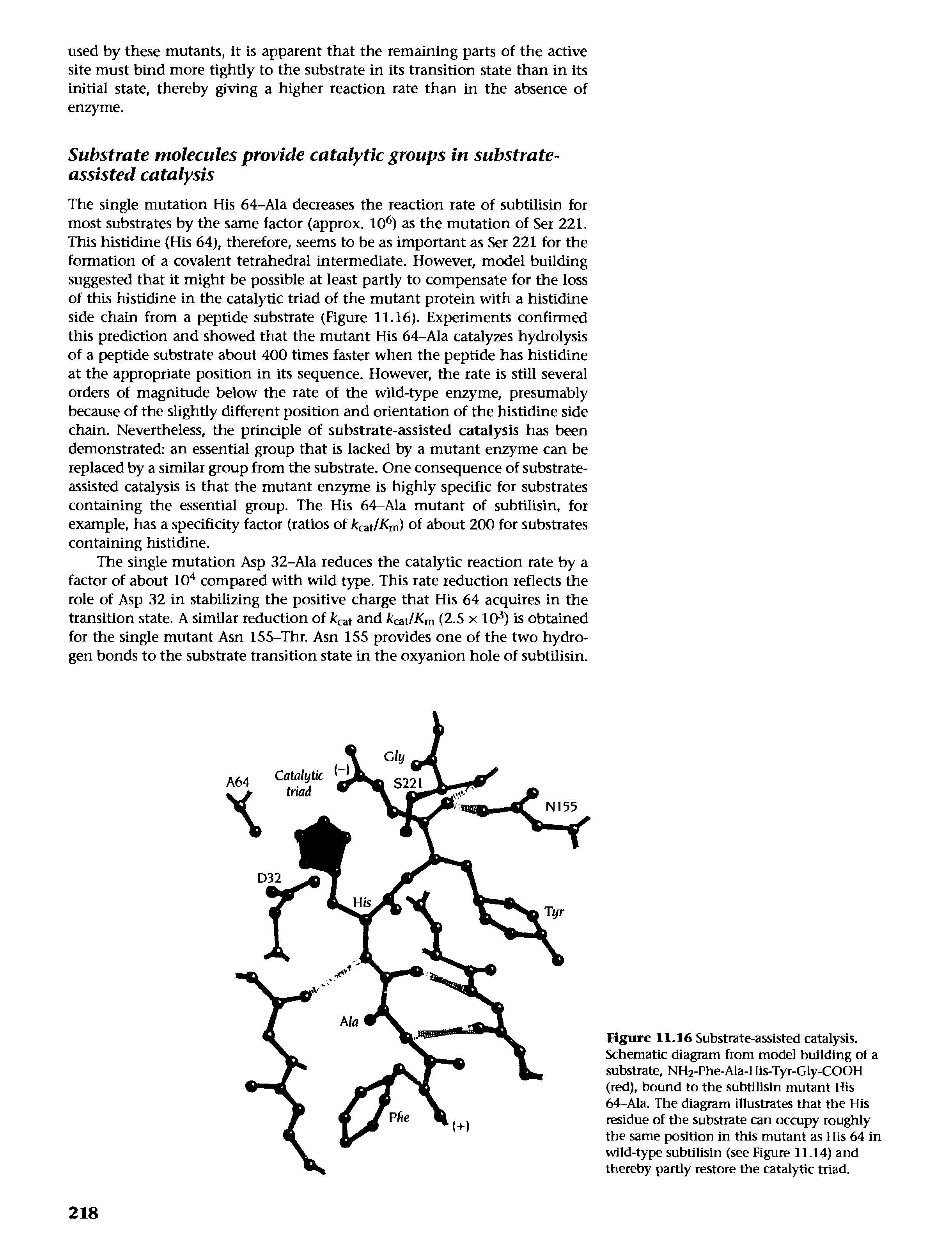 Figure 11.16 Substrate-assisted catalysis. Schematic diagram from model building of a substrate, NHa-Phe-Ala-His-Tyr-Gly-COOH (red), bound to the subtilisin mutant His 64-Ala. The diagram illustrates that the His residue of the substrate can occupy roughly the same position in this mutant as His 64 in wild-type subtilisin (see Figure 11.14) and thereby partly restore the catalytic triad.